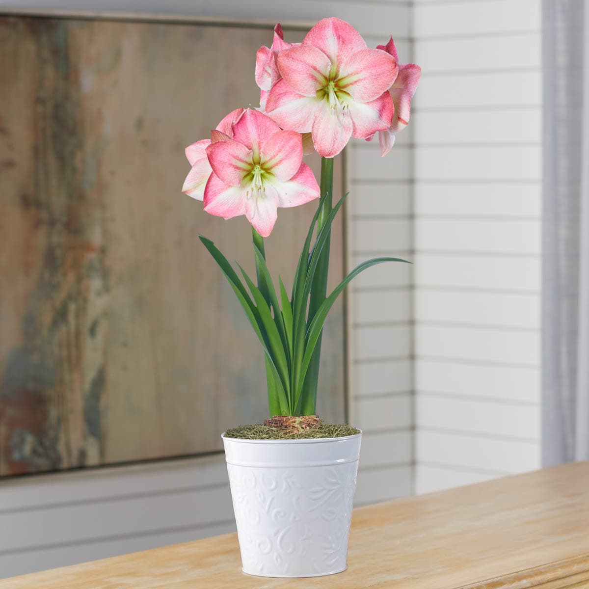 Amaryllis Bulbs - Easy-Care Pink Wax with White/Pink Blooms, Indoor Flower  Bulbs