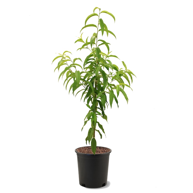Southern Planters Flordaking Peach Tree #5 Pot - Large, Firm Clingstone ...