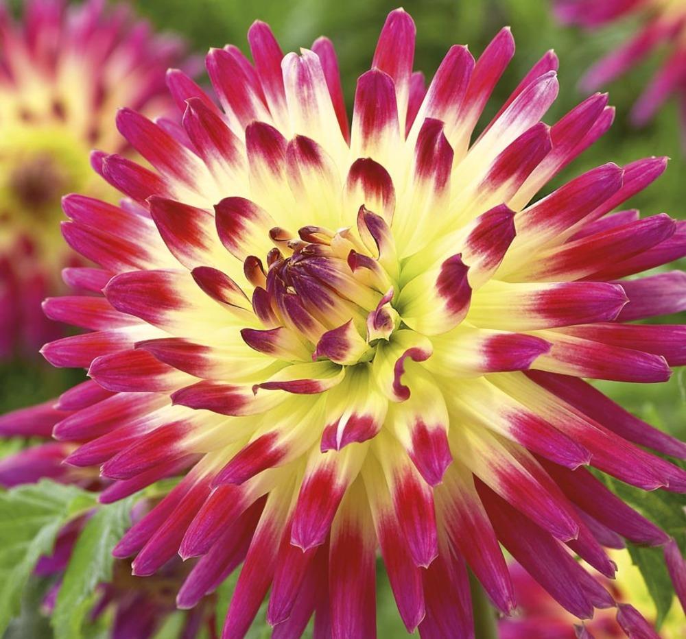 Garden State Bulb Multicolor Tahiti Sunrise Dahlia Bulbs At Lowes.com