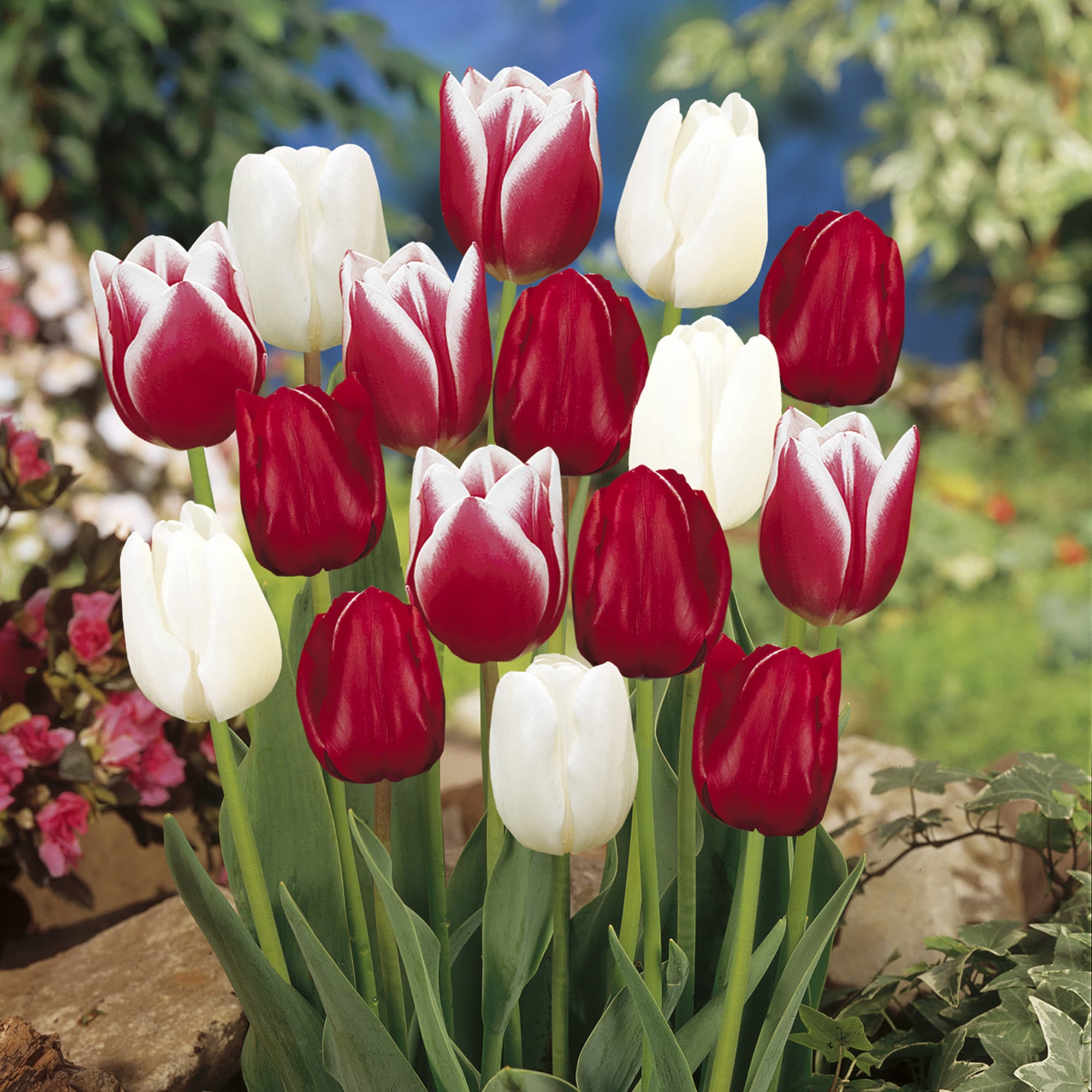 Garden State Bulb ECF-40-100-04 Multicolor Candy Cane Mix Triumph Tulip Bulbs 100 Count