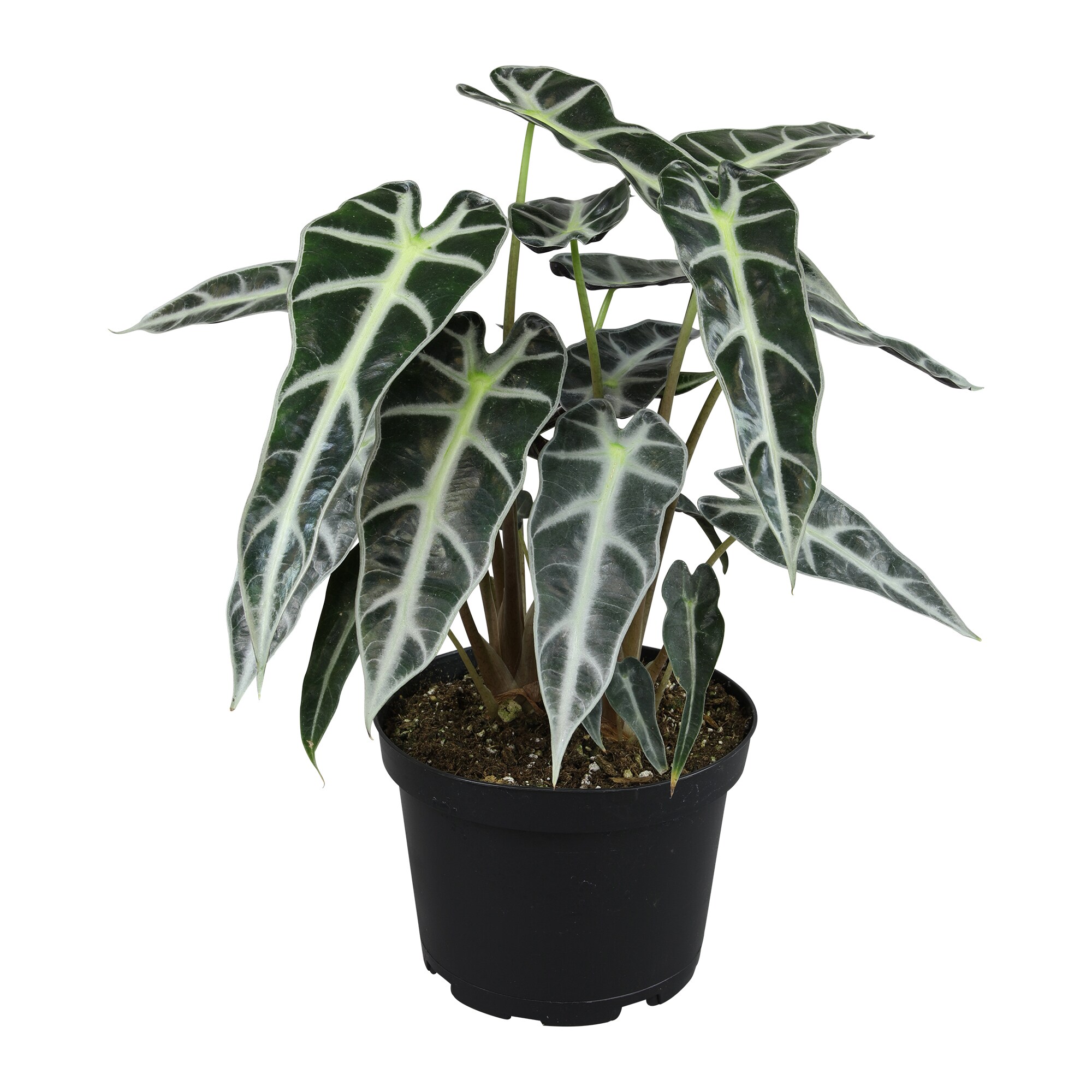 Altman Plants 0881597 Elephant Ears House plant in 6 Inch(es) Planter 1 -Pack