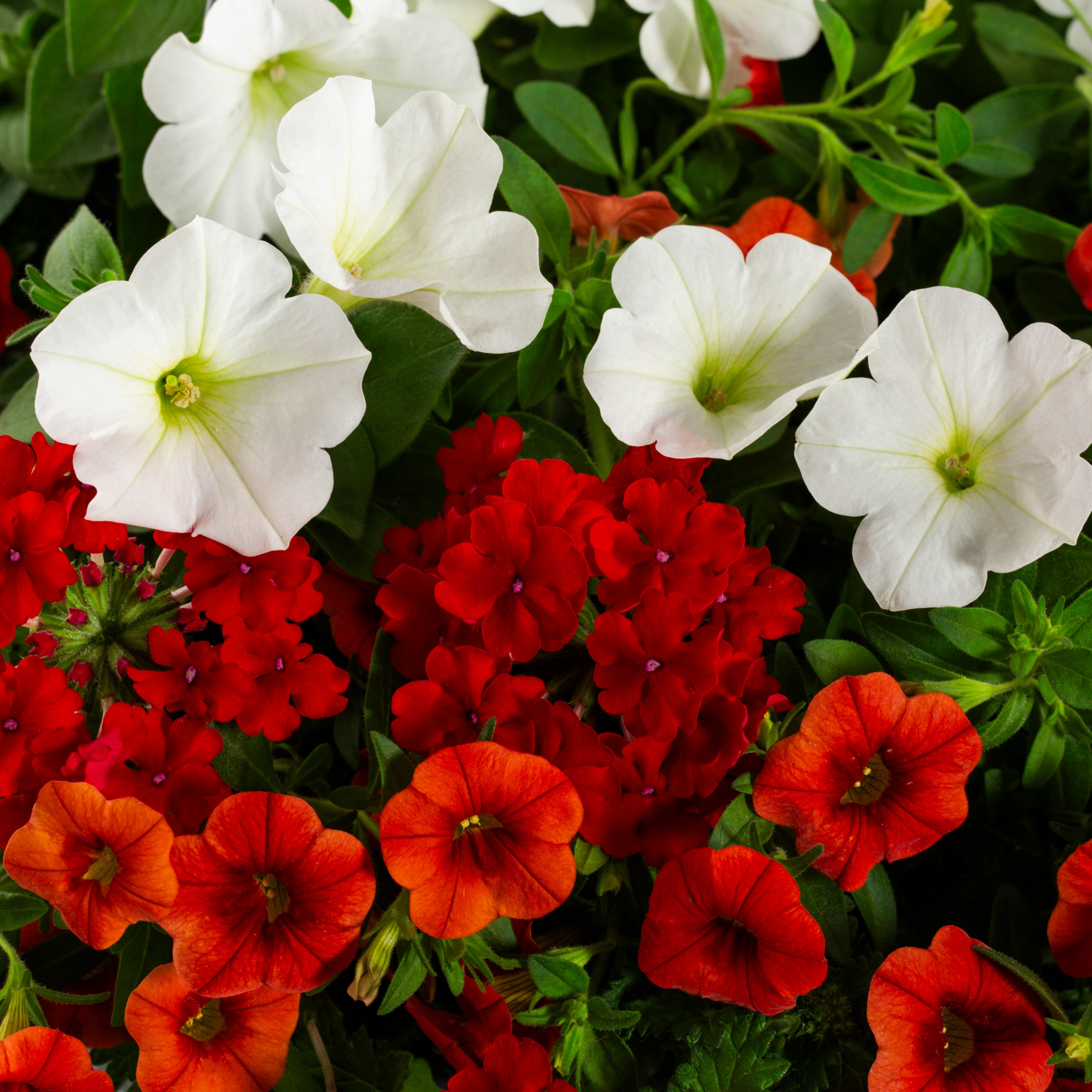 Lowe's NURSERY annuals - View #2