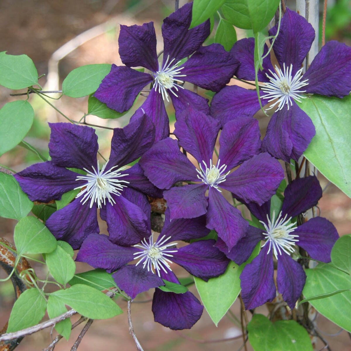 Spring Hill Nurseries 70793 perennials - View #2