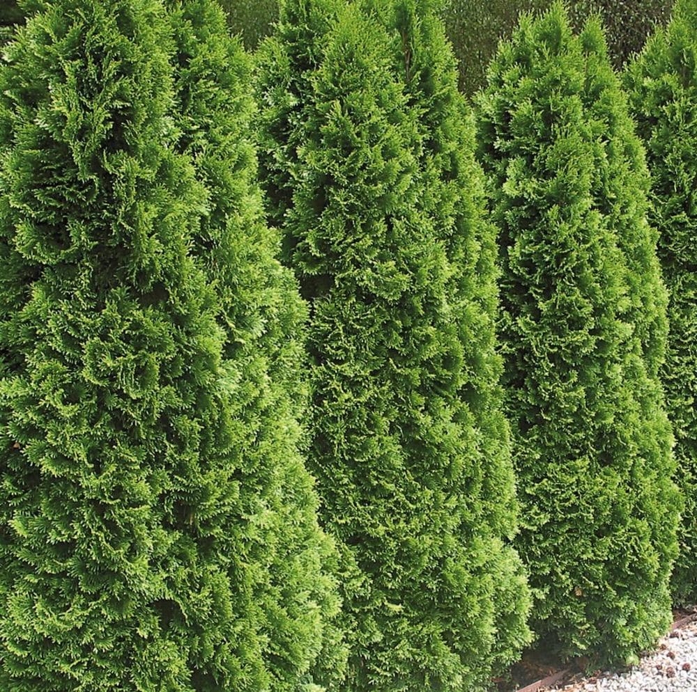 Gallon(s) Emerald Green Arborvitae Plants, Bulbs & Seeds at Lowes.com