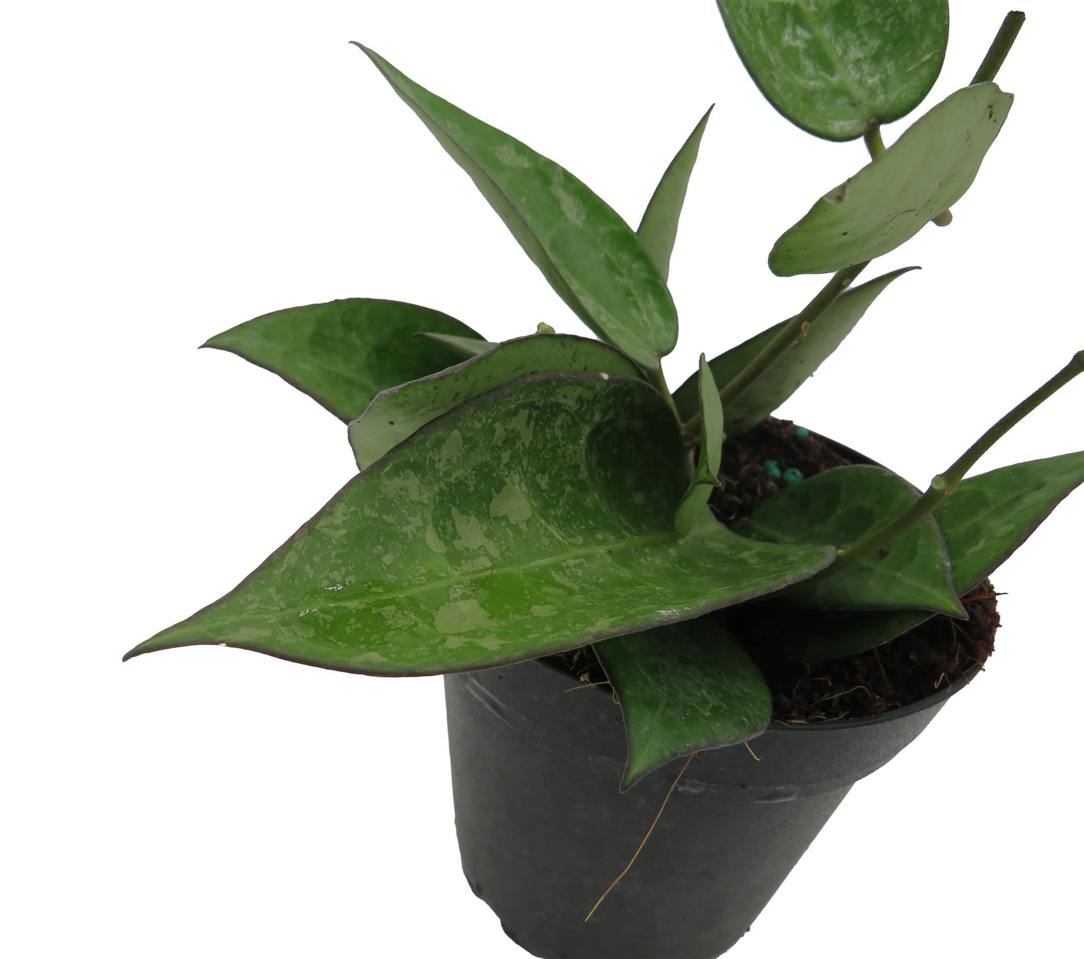 Hoya Parasitica 'Black Margin' main image 1