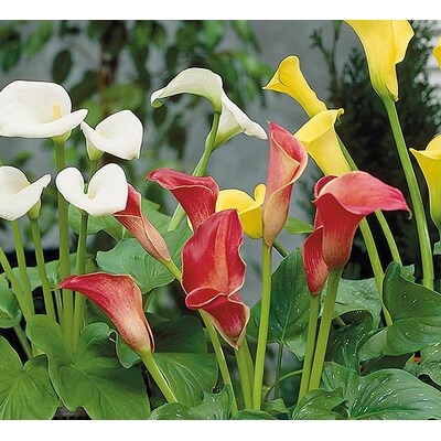 Where to Buy Calla Lily Plants near Me? 