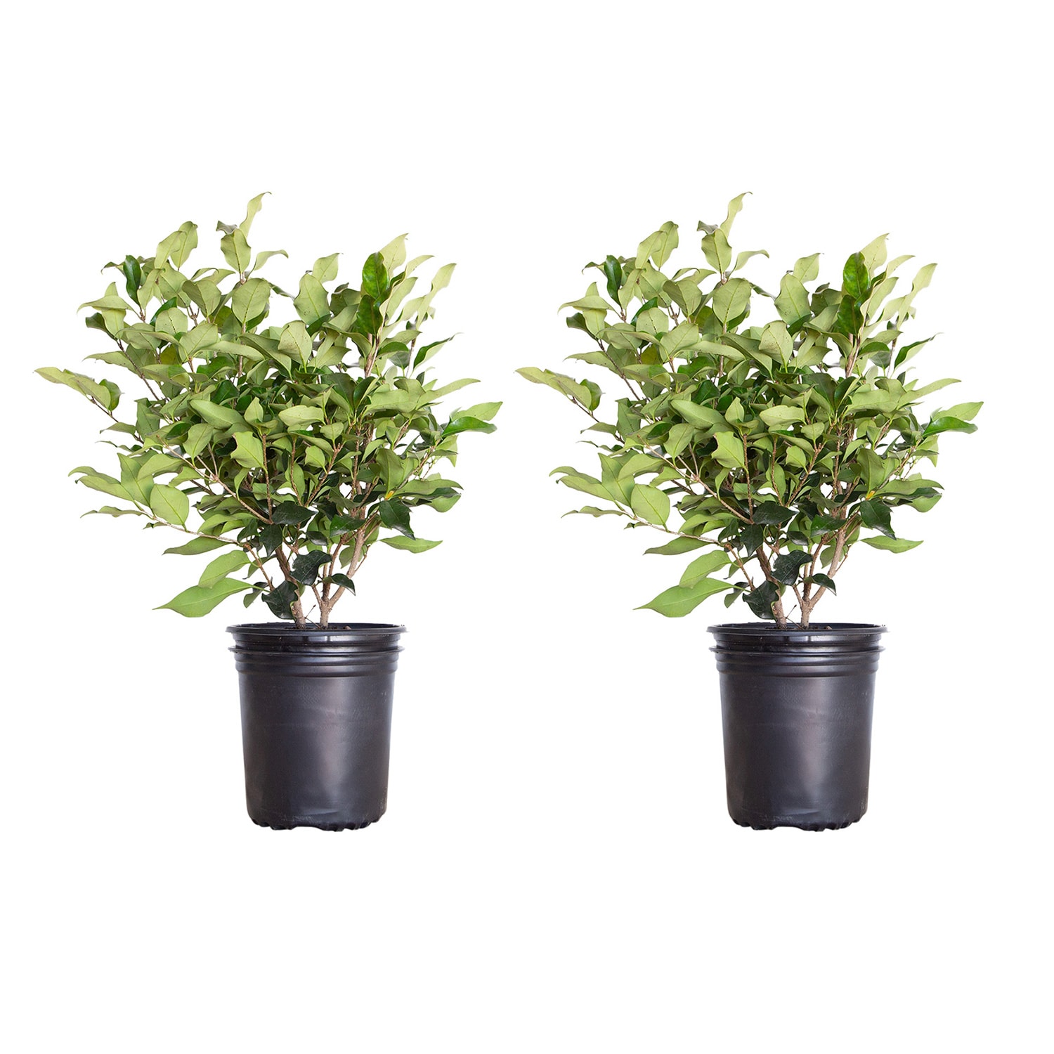 Wavy Leaf Ligustrum Recurvifolia Plants, Bulbs & Seeds at Lowes.com