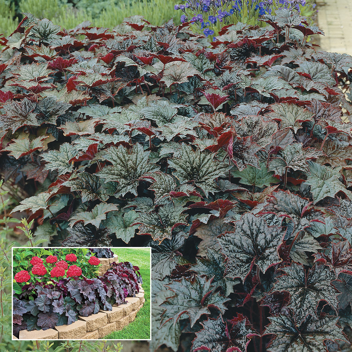 Spring Hill Nurseries 94158 White Flowering Palace Purple Coral Bells Plant in 2.5 -Quart Pot 1 -Pack