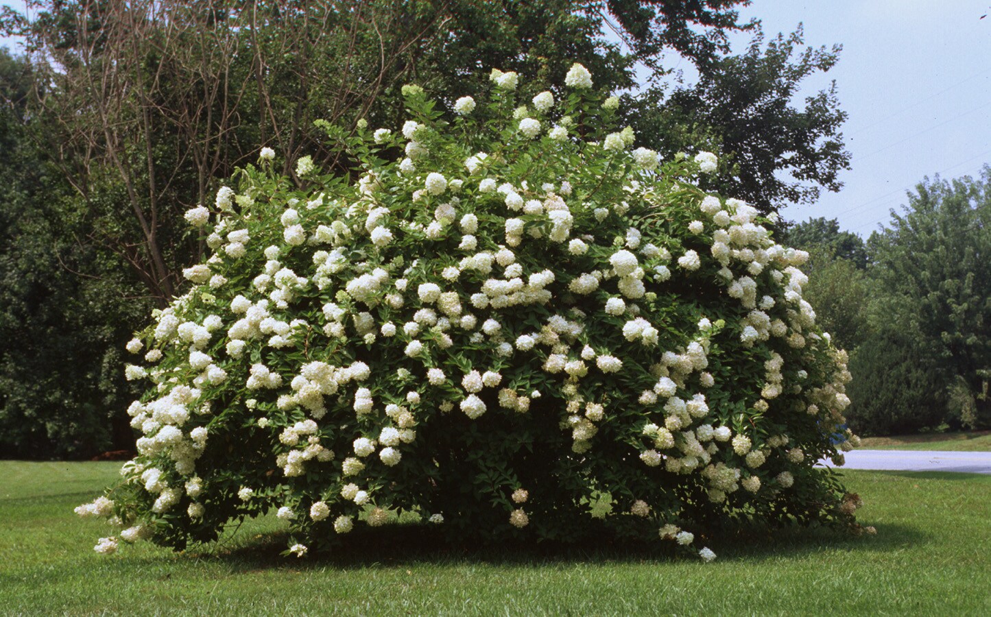 Lowe's Multicolor Hydrangea Flowering Shrub in 1.5-Gallon (s) Pot in ...