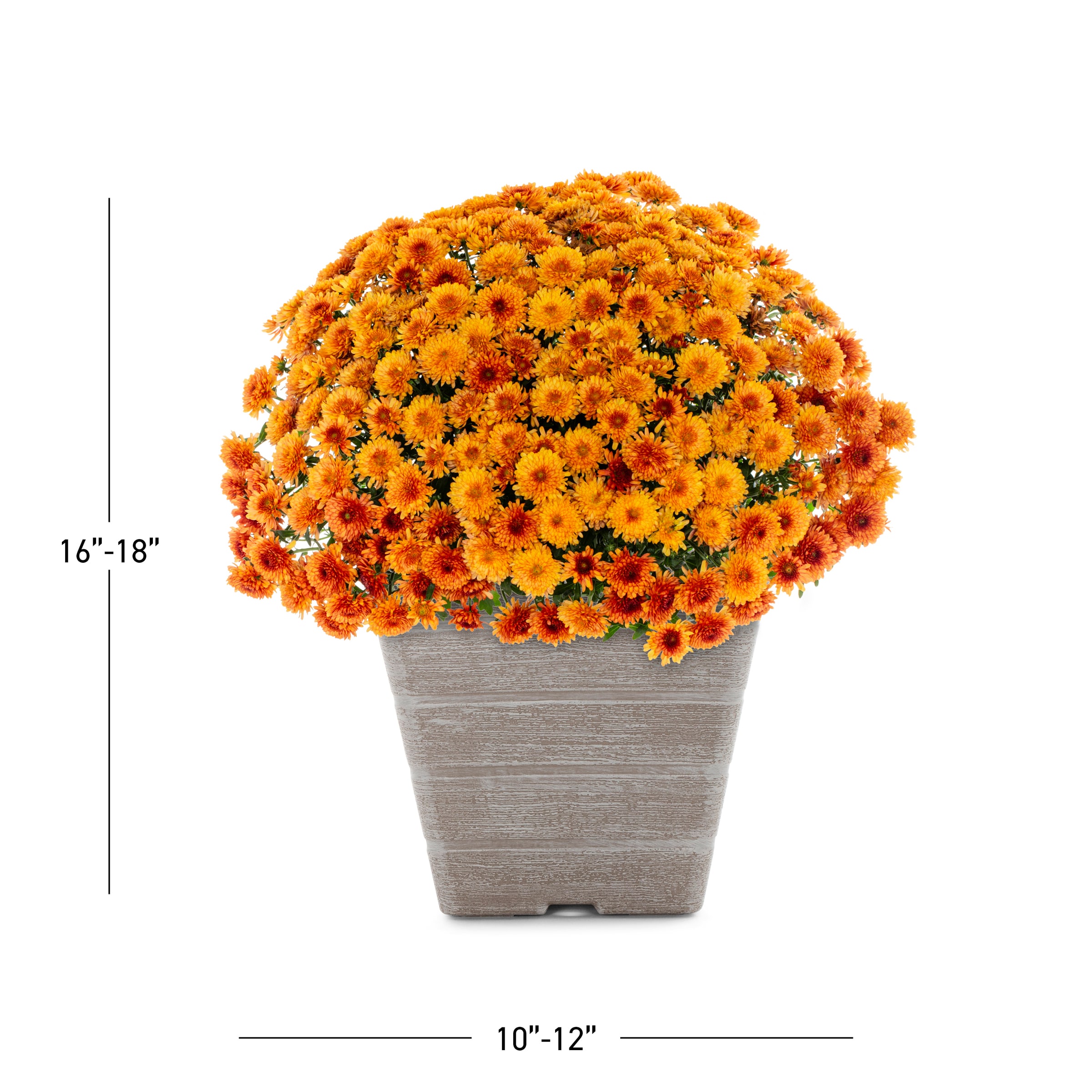 Lowe's NURSERY annuals - View #4