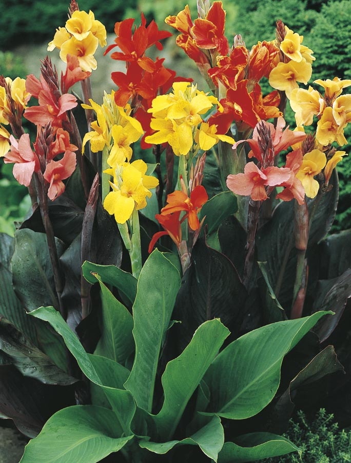 Lowe's NURSERY Multicolor Mixed Canna Lily Plant in 2-Gallon
