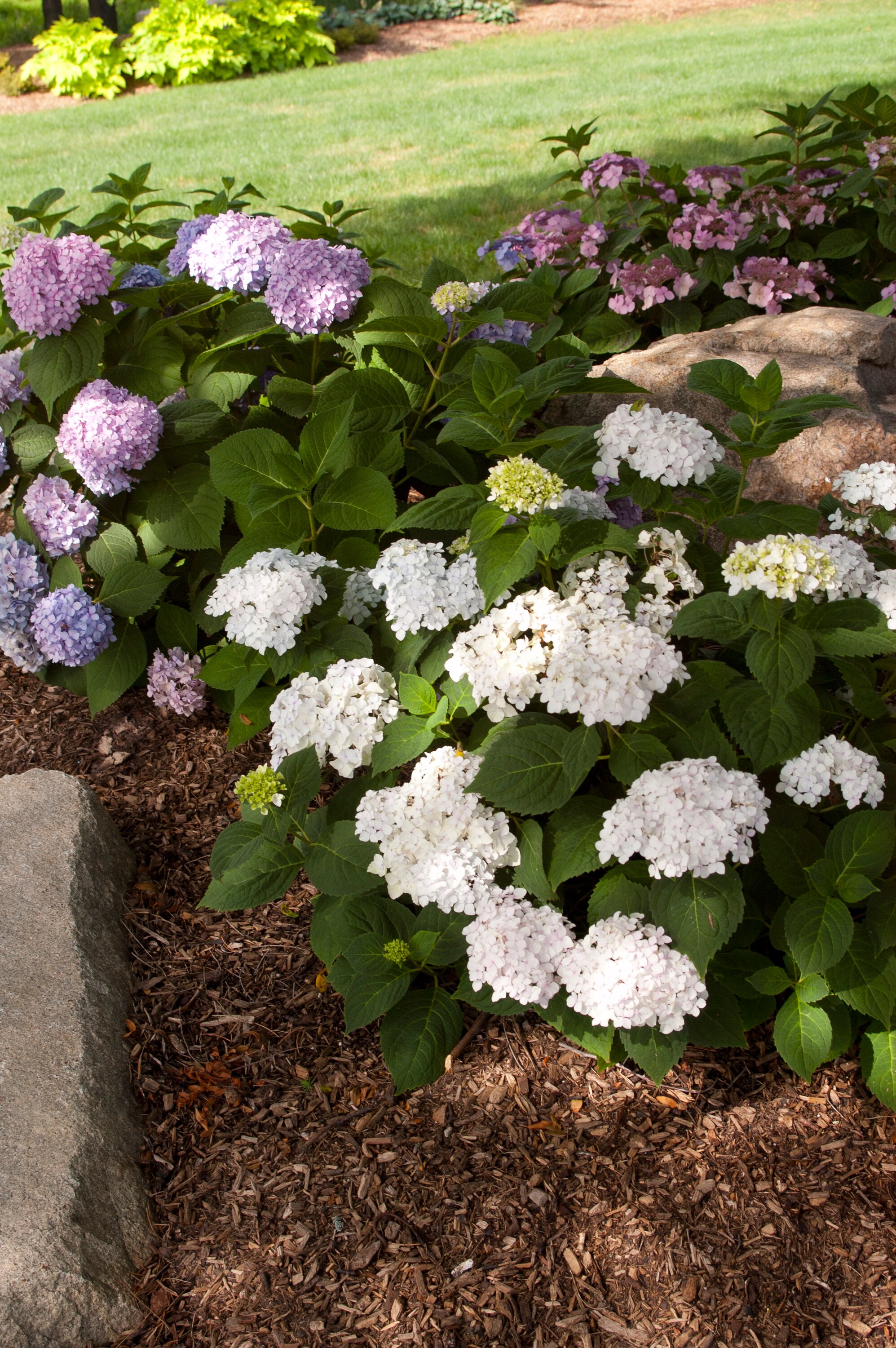 Endless Summer White Reblooming Hydrangea Flowering Shrub in 2-Gallon ...