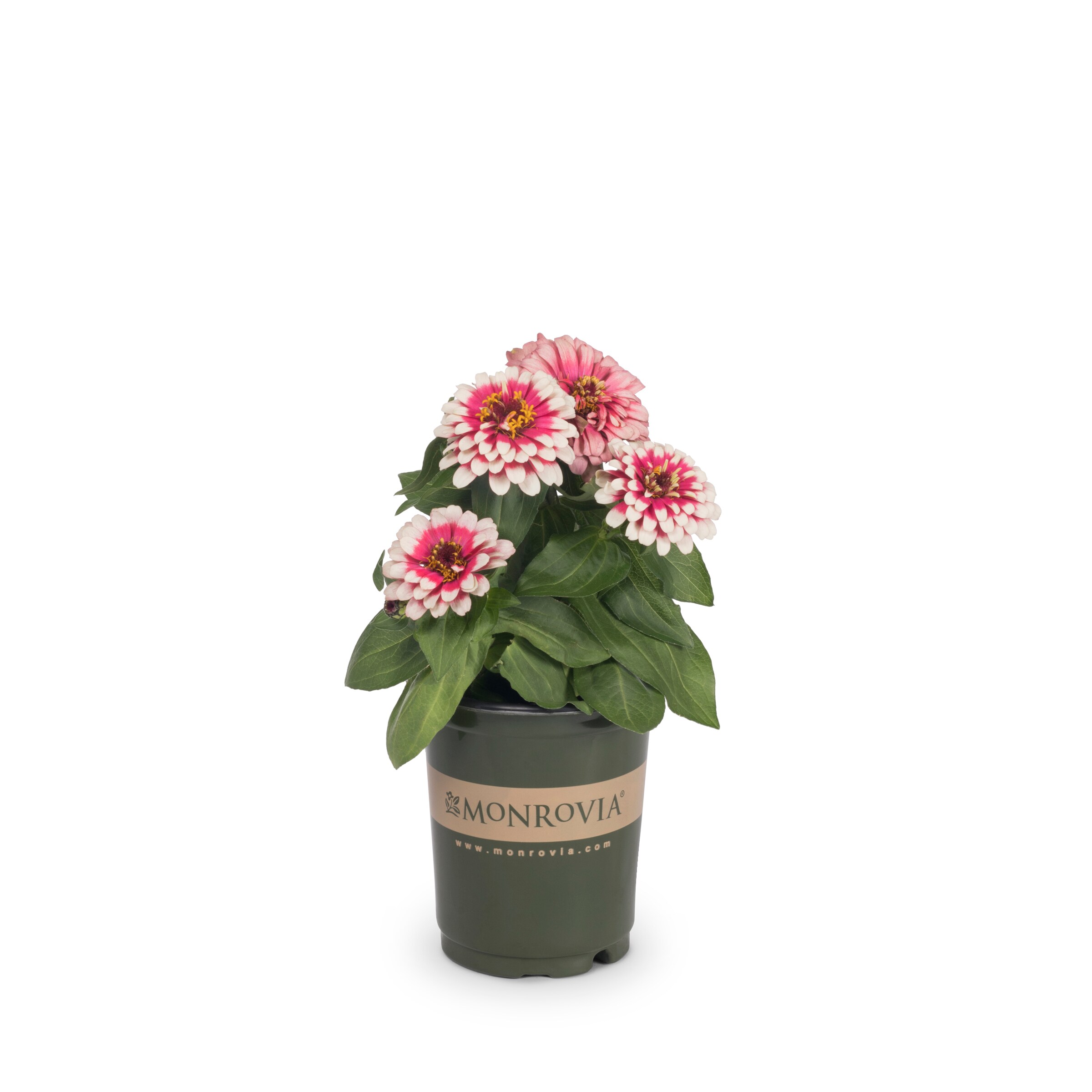 Zinnia Plants, Bulbs & Seeds at Lowes.com