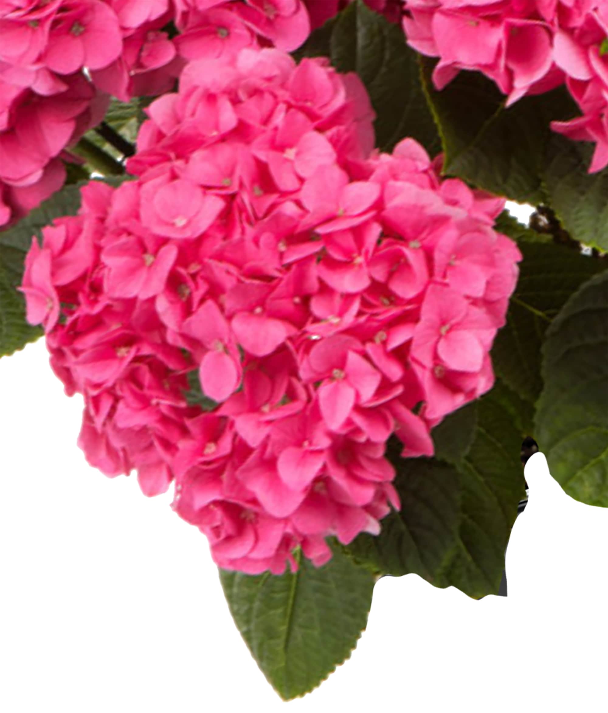  3078 shrubs - View #2