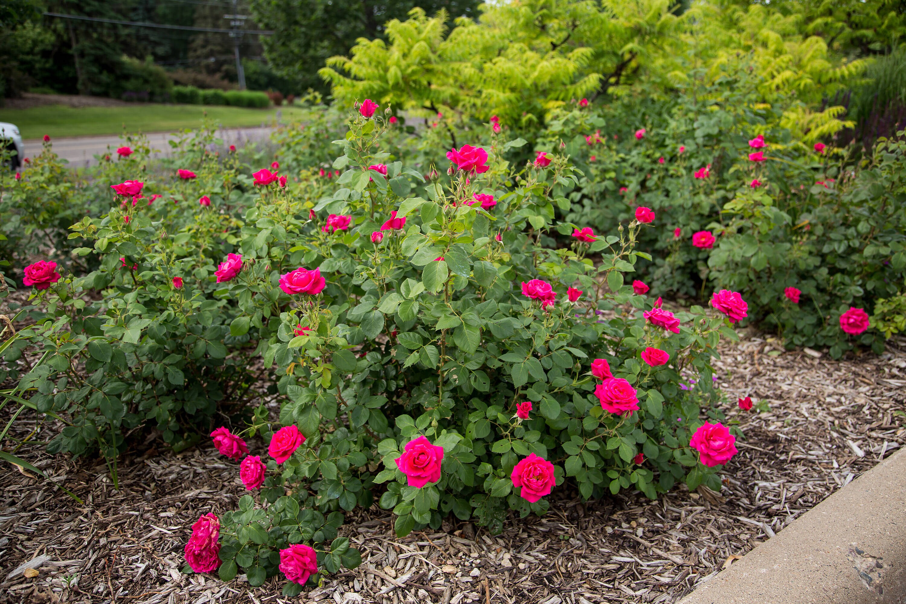 Lowe's NURSERY shrubs - View #5
