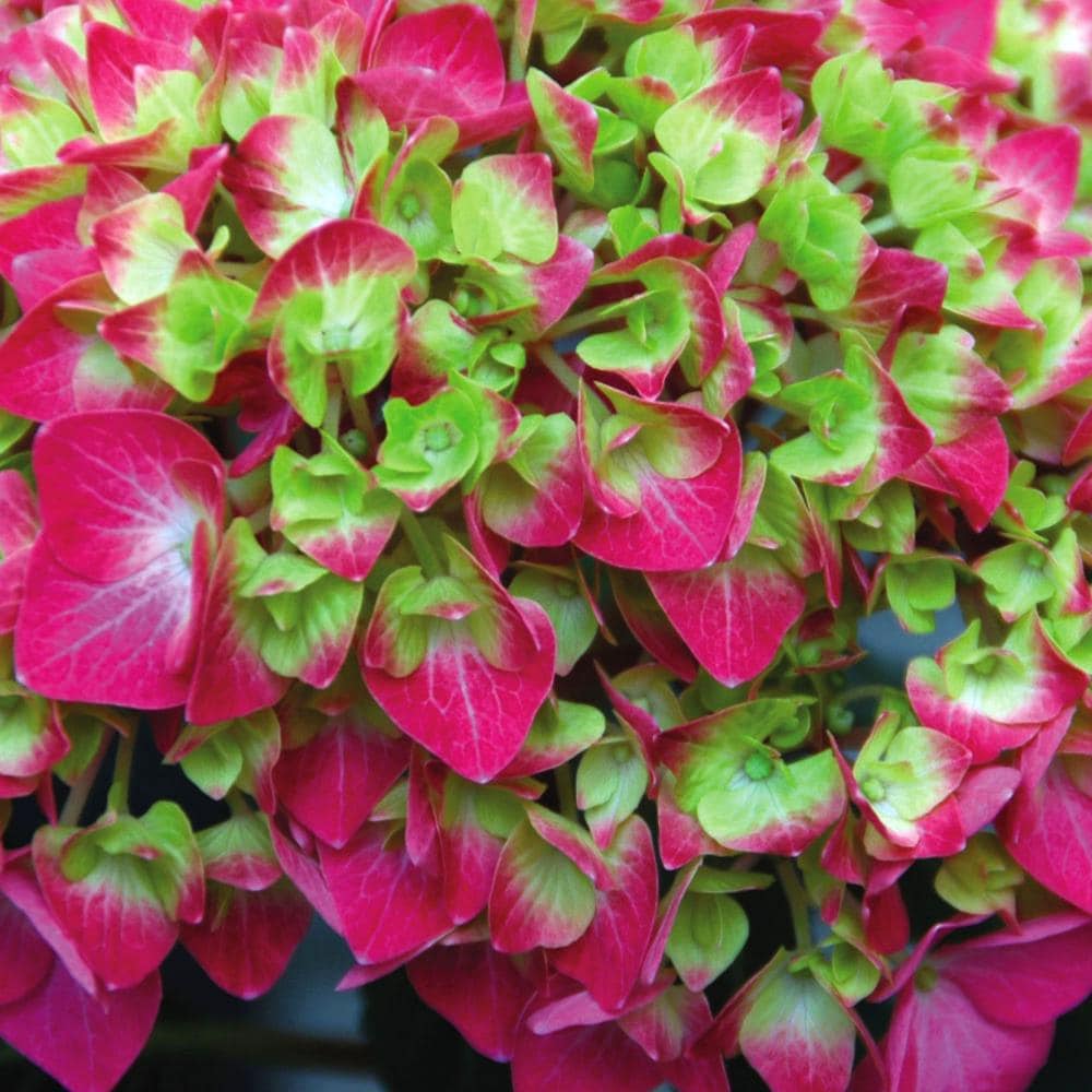 National Plant Network LW1315 shrubs - View #2