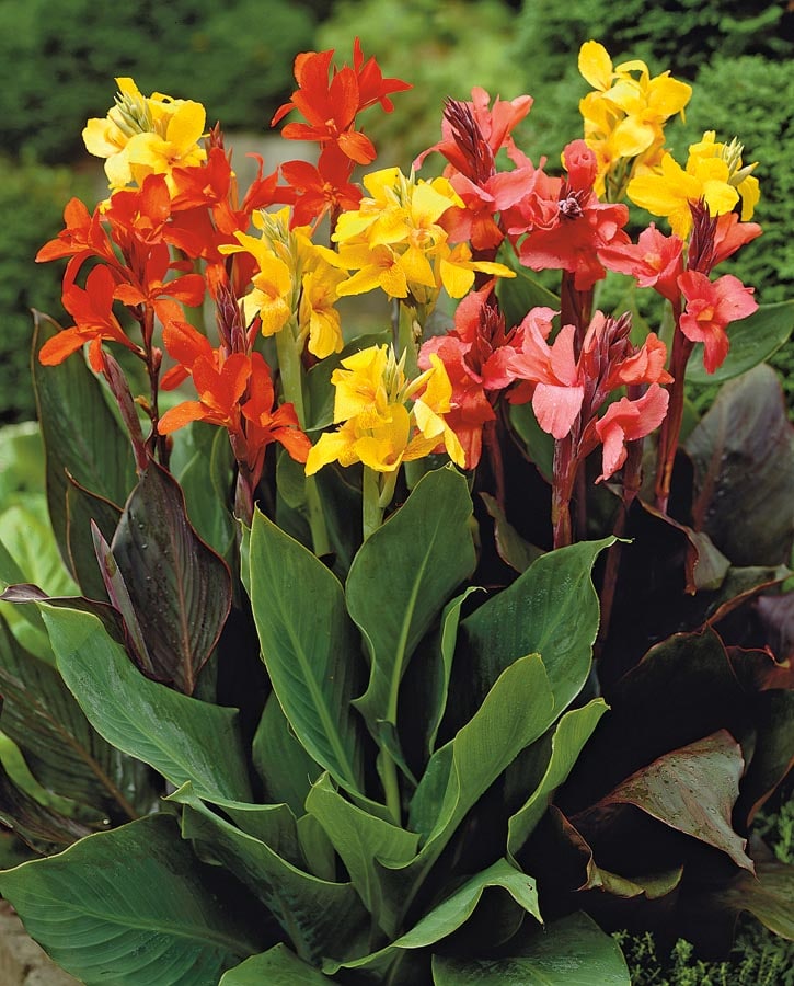 Lowe's Multicolor Mixed Dwarf Canna Lily Bulbs (Lb3461A) Bagged 4-Count in  the Plant Bulbs department at