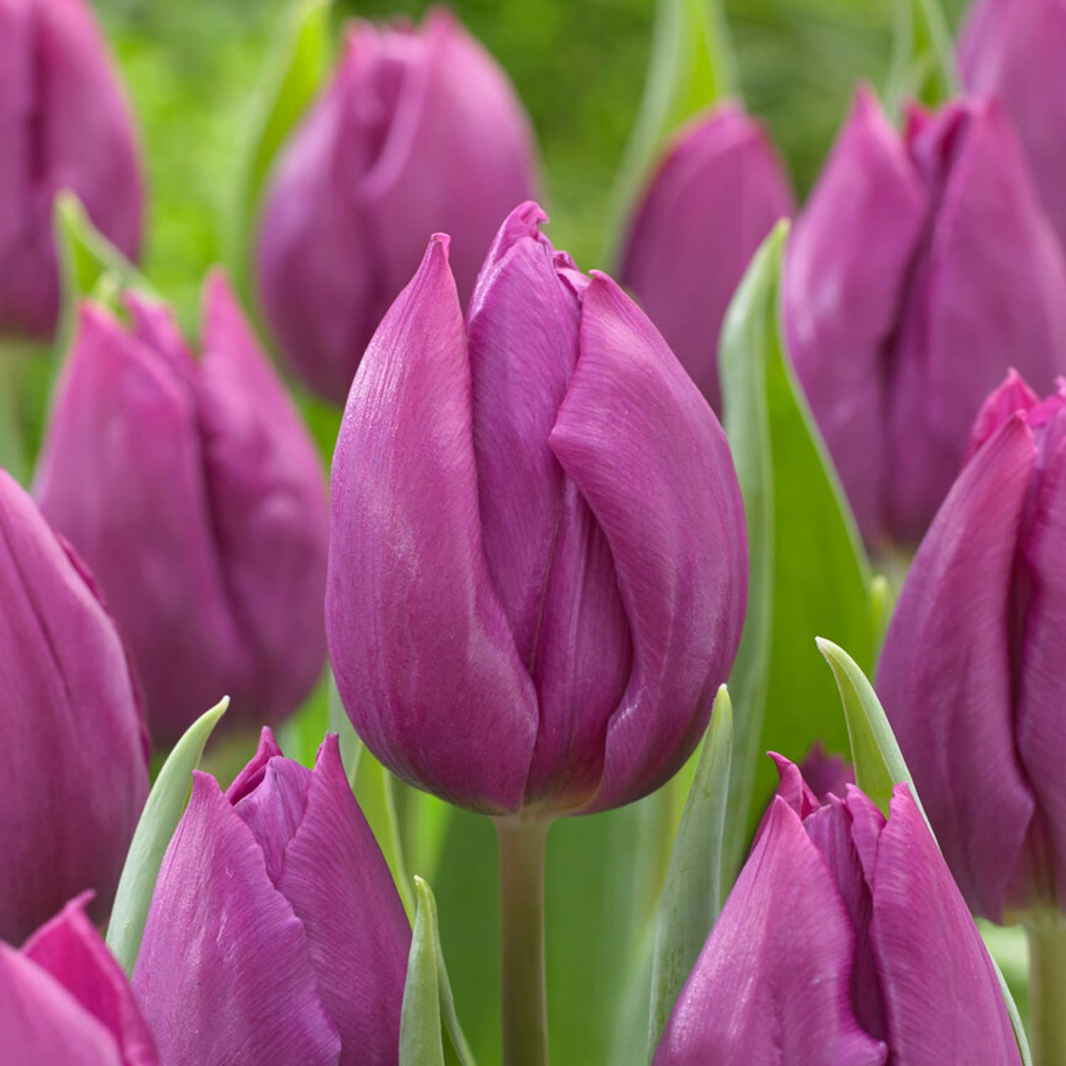 Garden State Bulb ECF-58-50-02 Purple Purple Prince Single Early Tulip Bulbs 50 Count