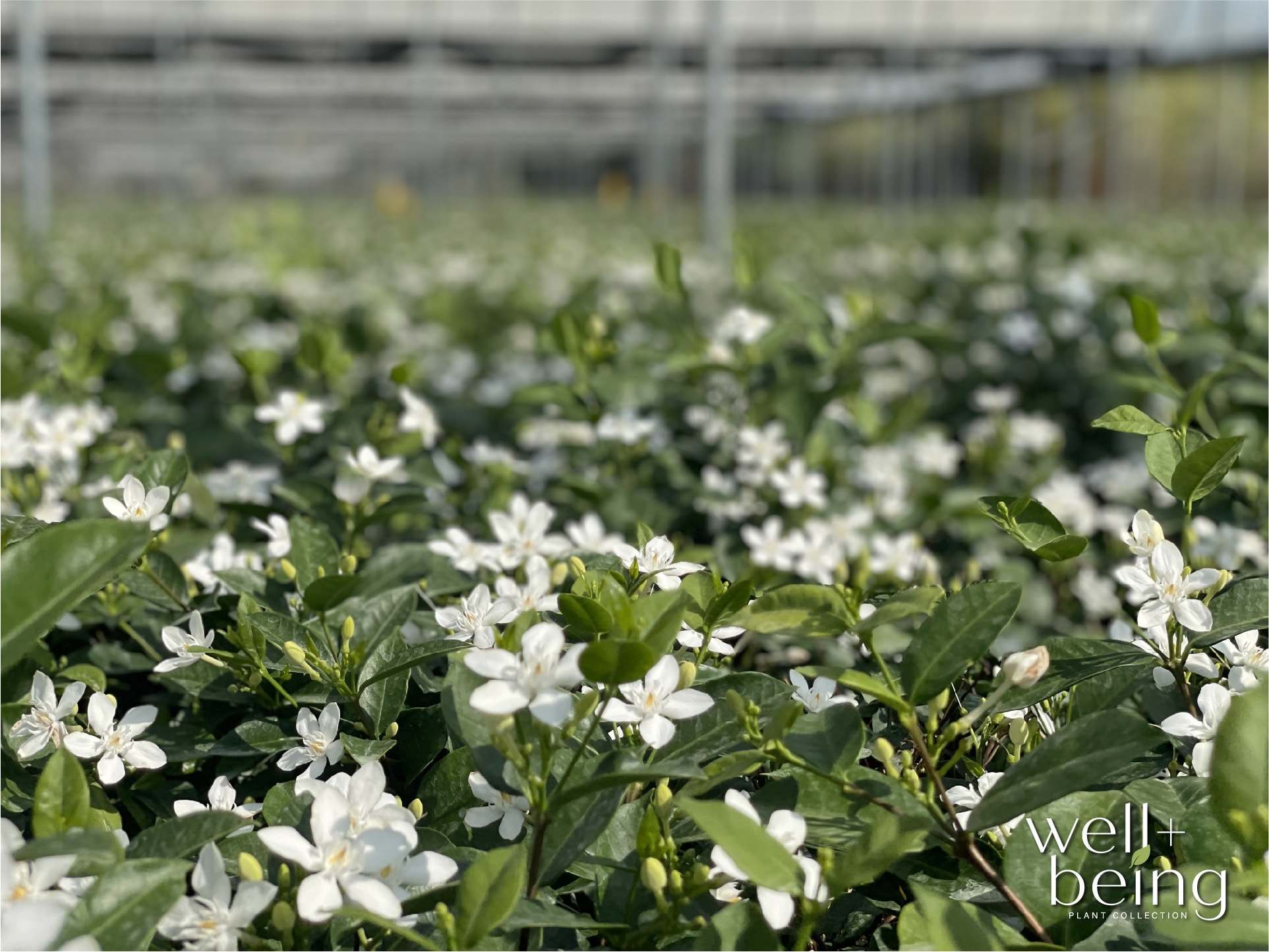  2108 shrubs - View #4