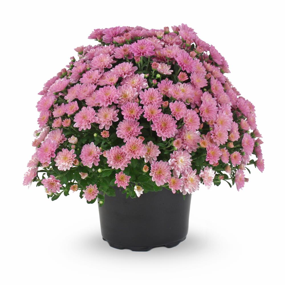Lowe's NURSERY Pink Mum in 3 Quart(s) Pot 1 -Pack