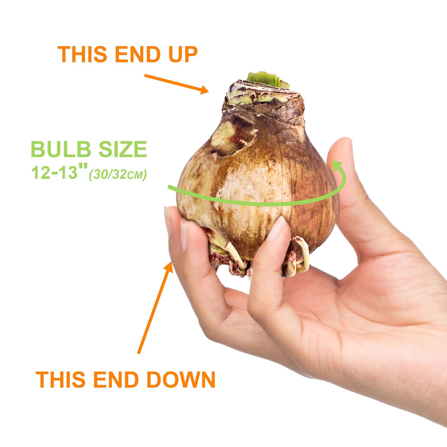 Garden State Bulb ECH-32-01-01 Plant-Bulbs - View #4