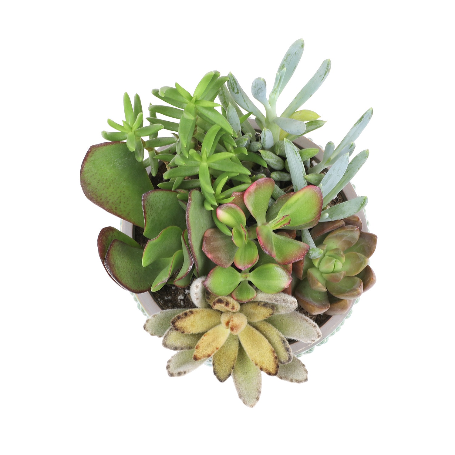 Lowe's 4.00-Oz Succulent Gdn Hexagon 5970520 at Lowes.com