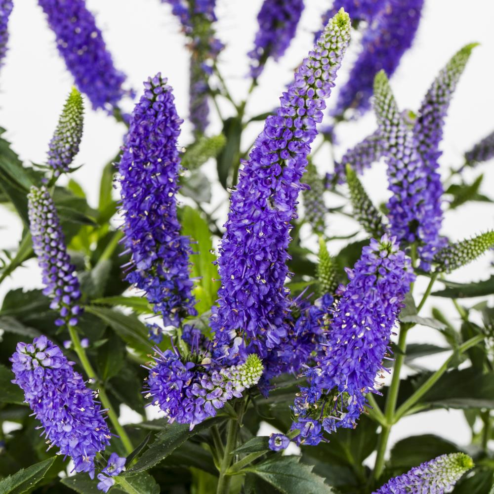 Lowe's Multicolor Veronica in 2.5-Quart Pot in the Perennials