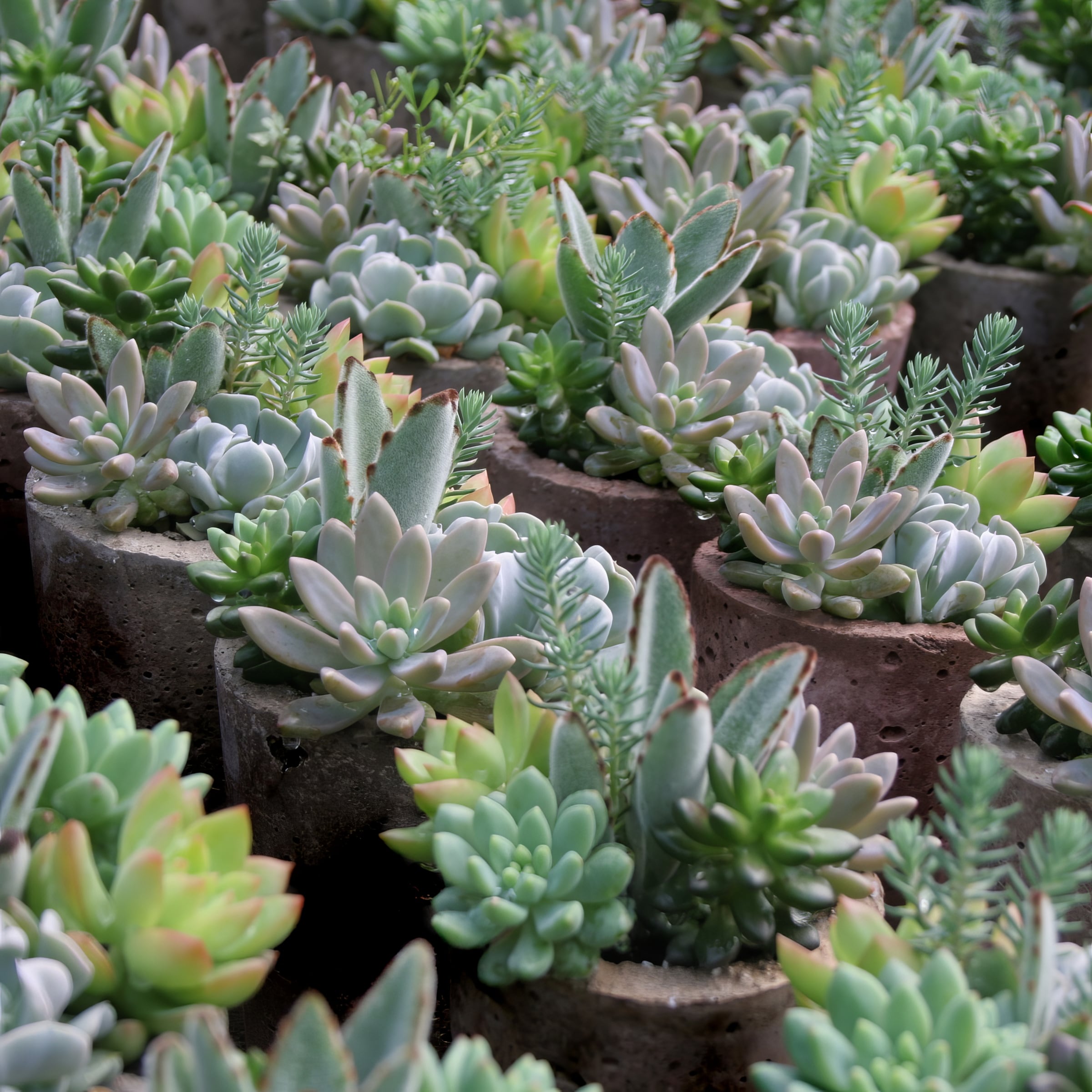 National Plant Network LW1634 Cacti-Succulents - View #2