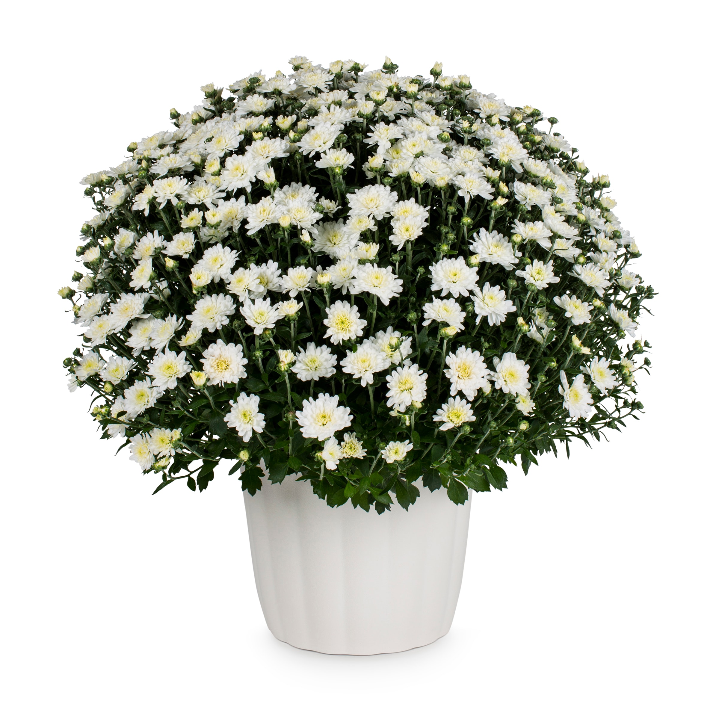 Lowe's White Mum in 3-Quart Planter in the Annuals department at Lowes.com