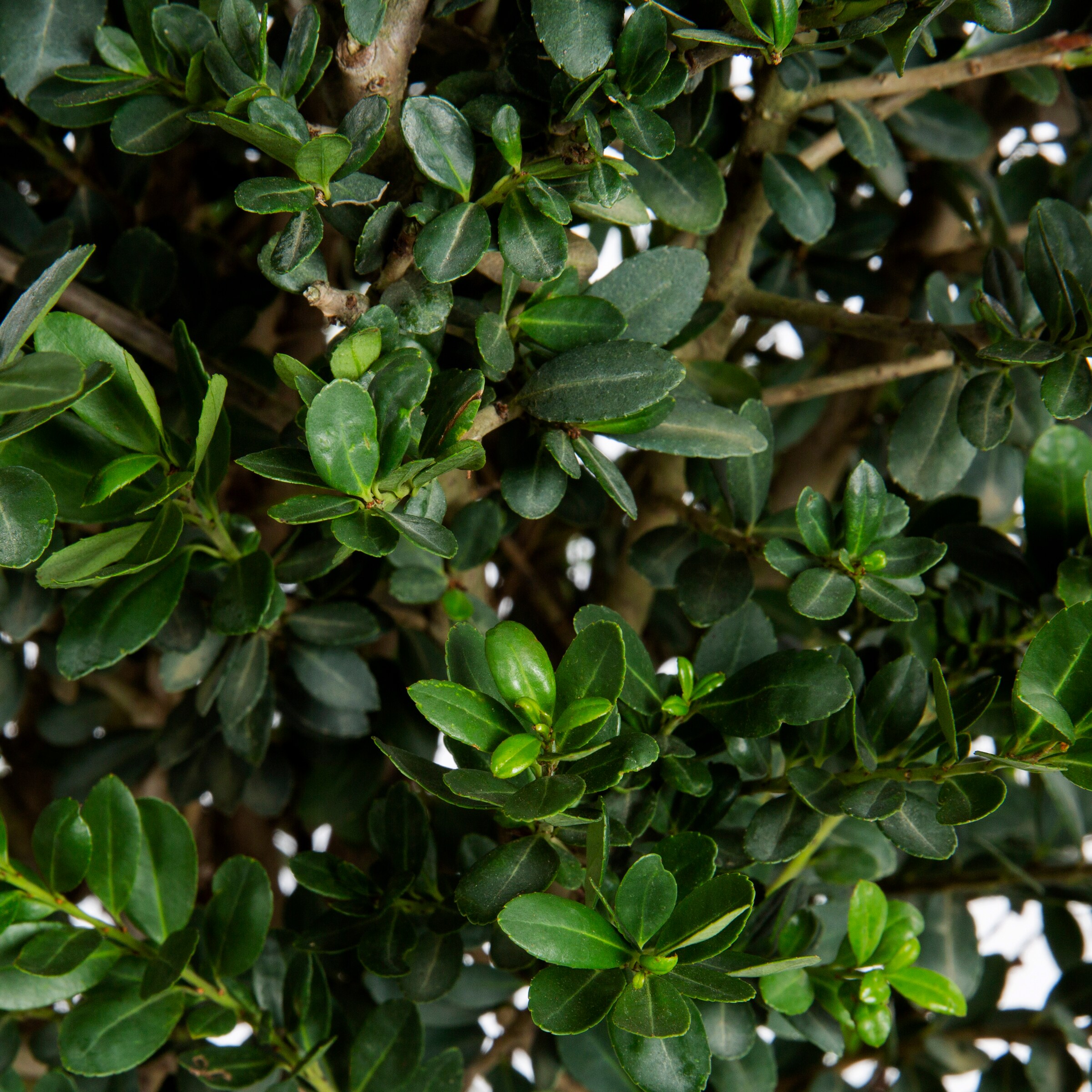 2.25 Gal. Sky Pencil Japanese Holly Live Shrub O478403 - The