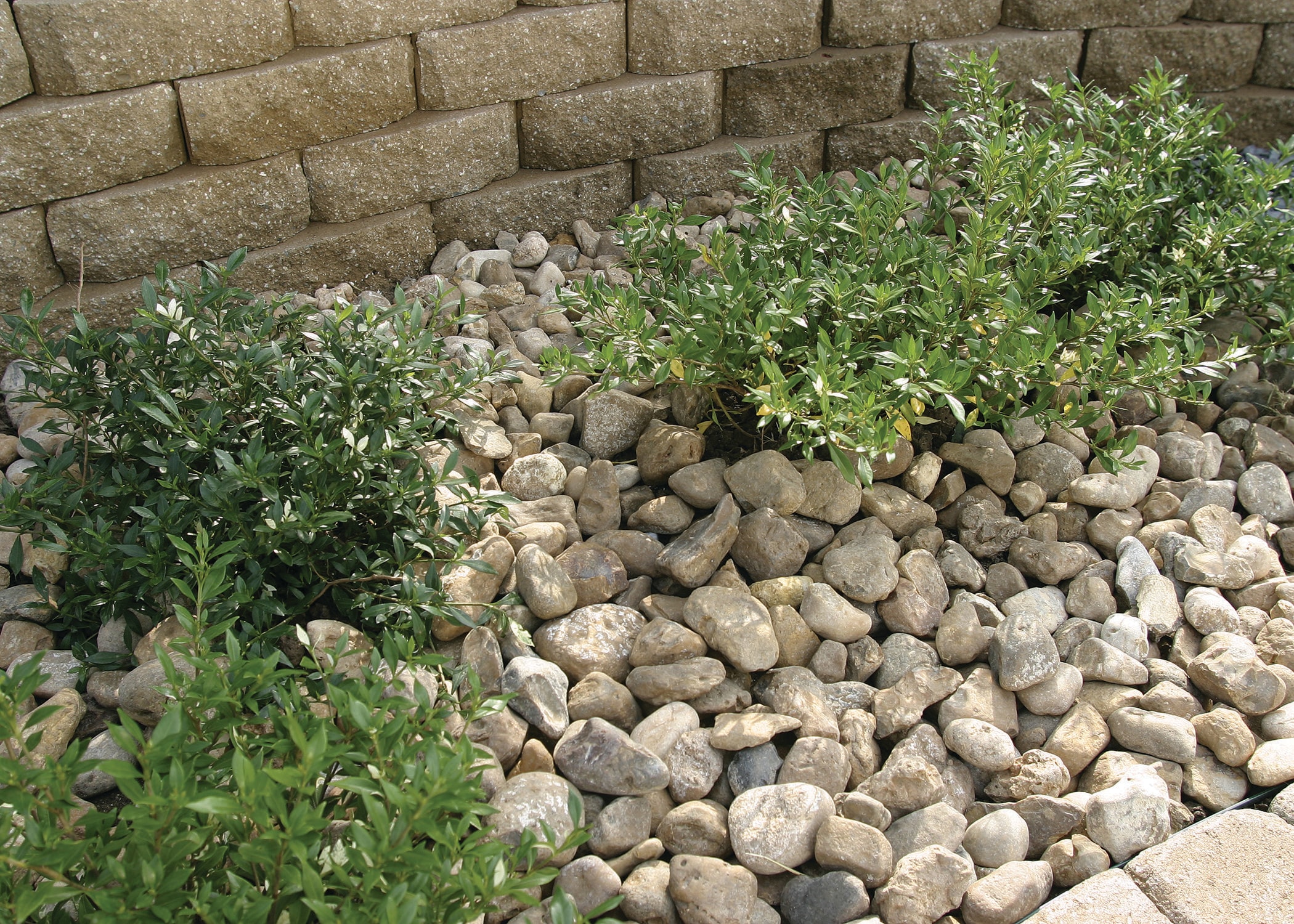 Rain Forest 20-lb White Pebbles in the Landscaping Rock department at Lowes .com
