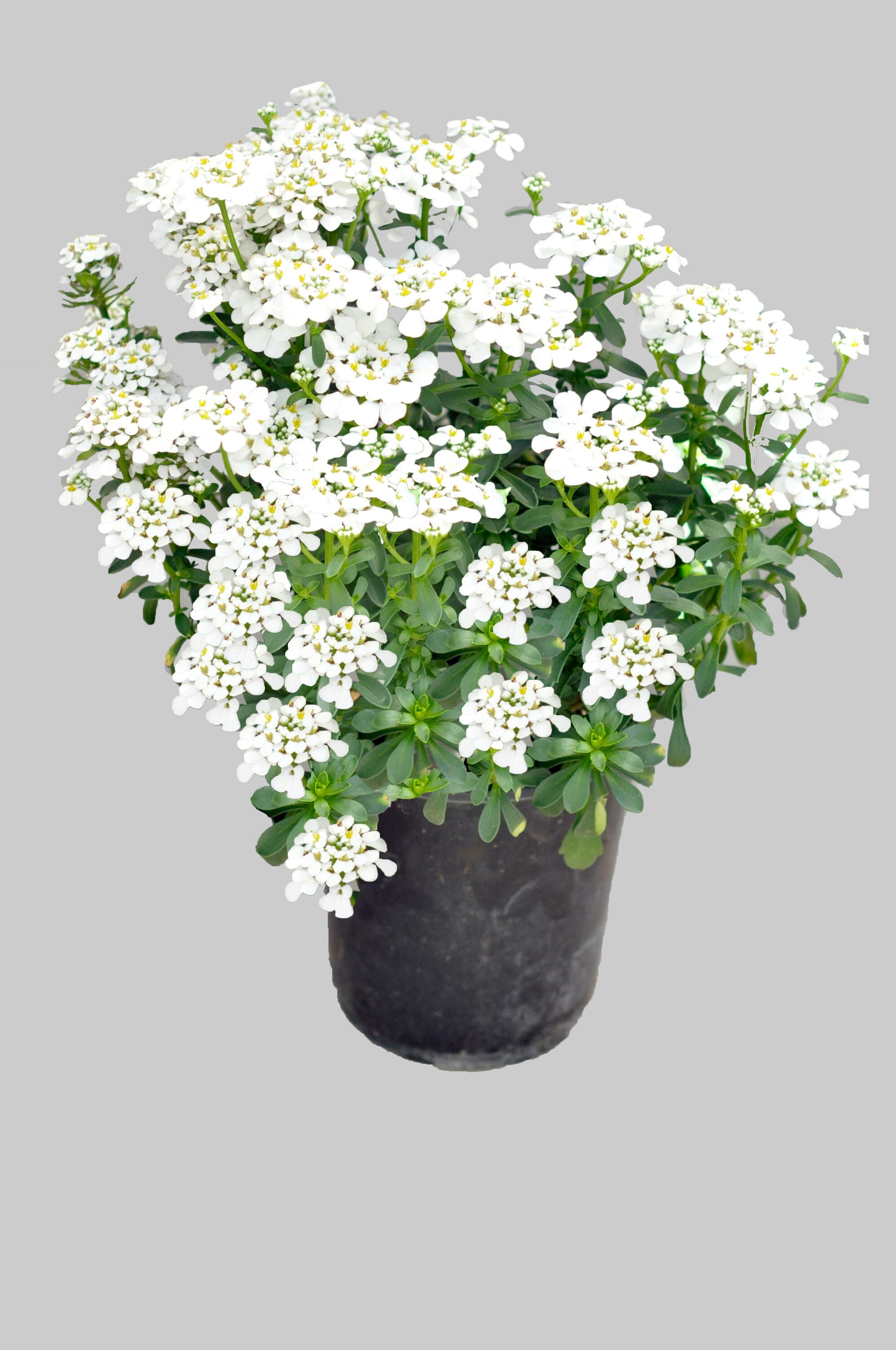  1035 White Candy Tuft Plant in -Quart Pot 1.0 -Pack