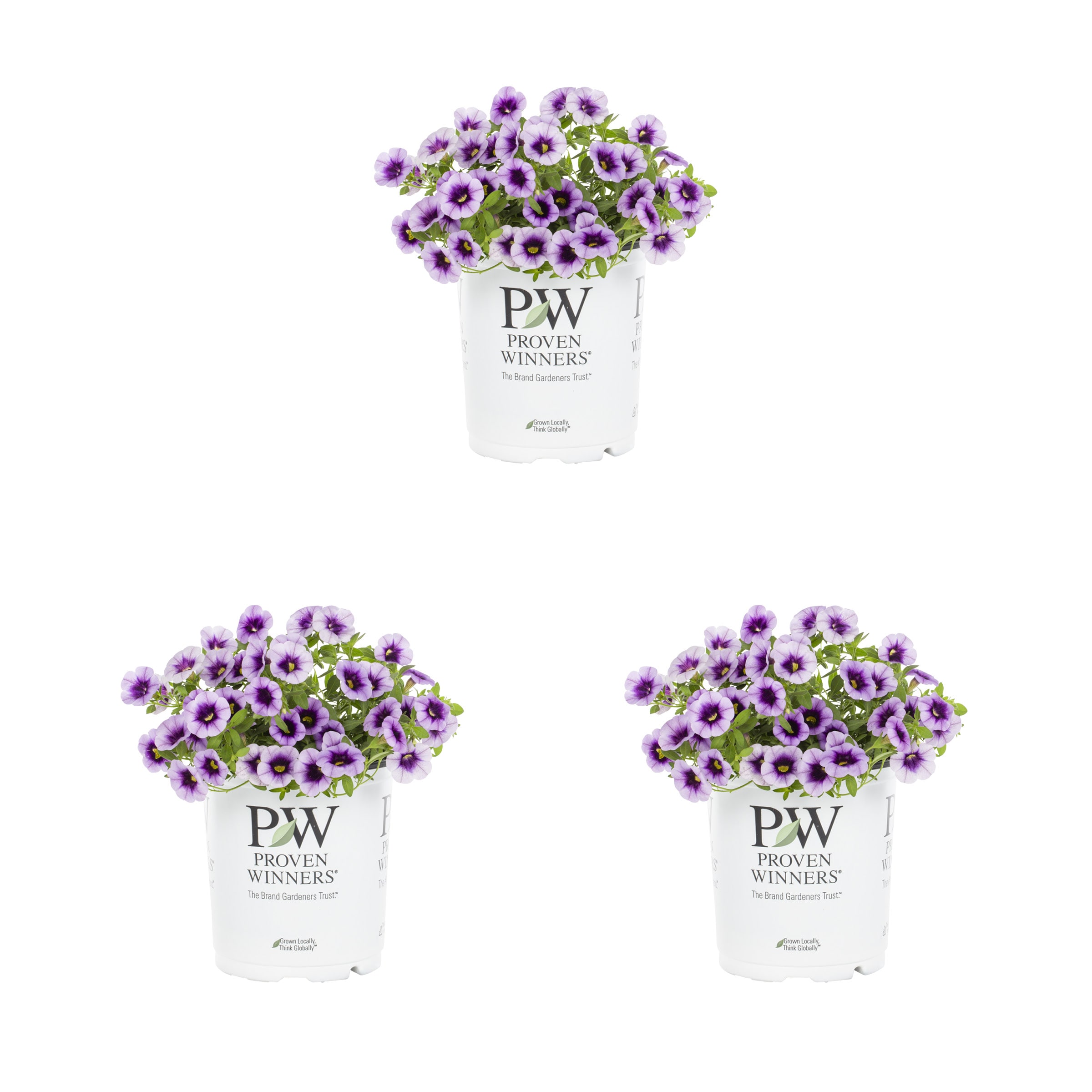 Proven Winners 4895 Purple Calibrachoa in 2 Quart(s) Pot 3 -Pack