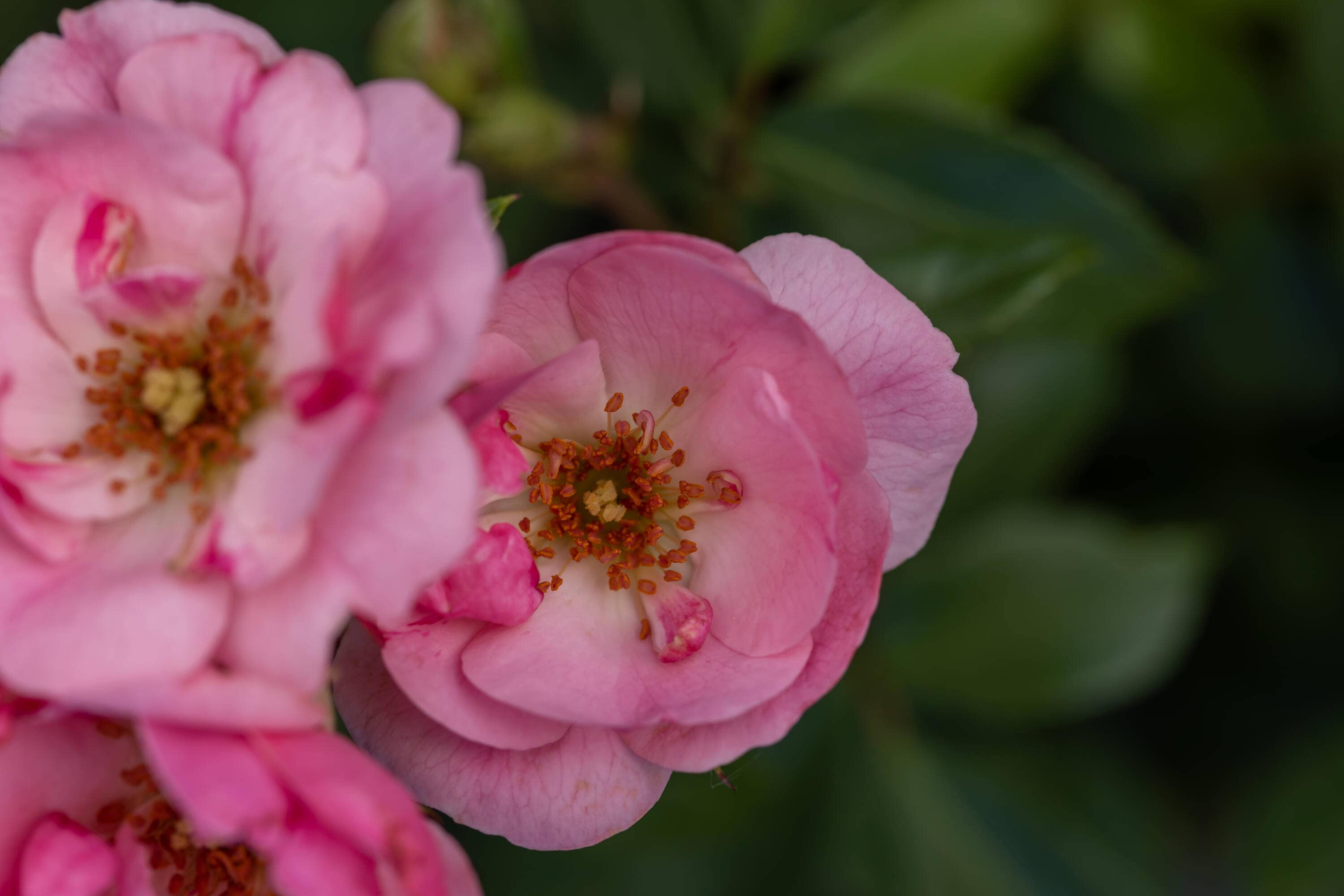 Lowe's Pink Pinktopia Rose 2Gallon in Pot in the Roses department at