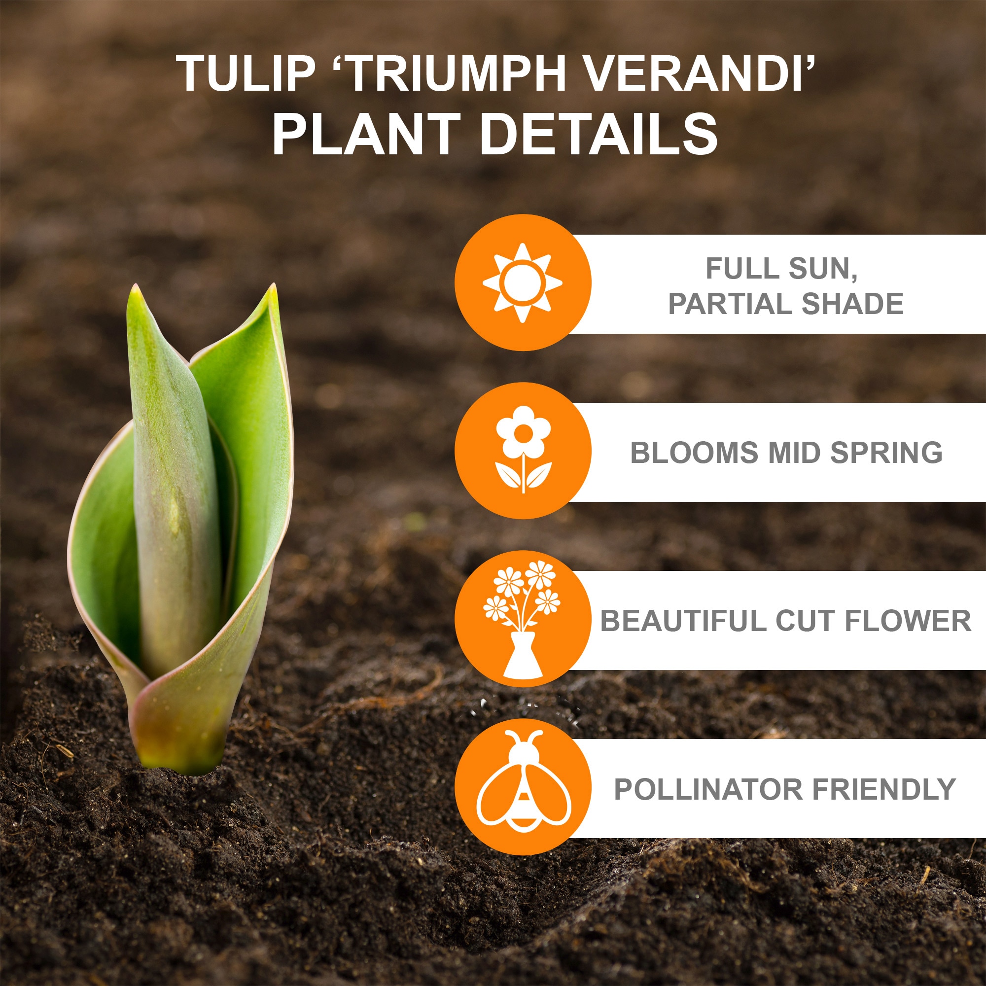 Garden State Bulb ECF-65-25-01 Plant-Bulbs - View #2