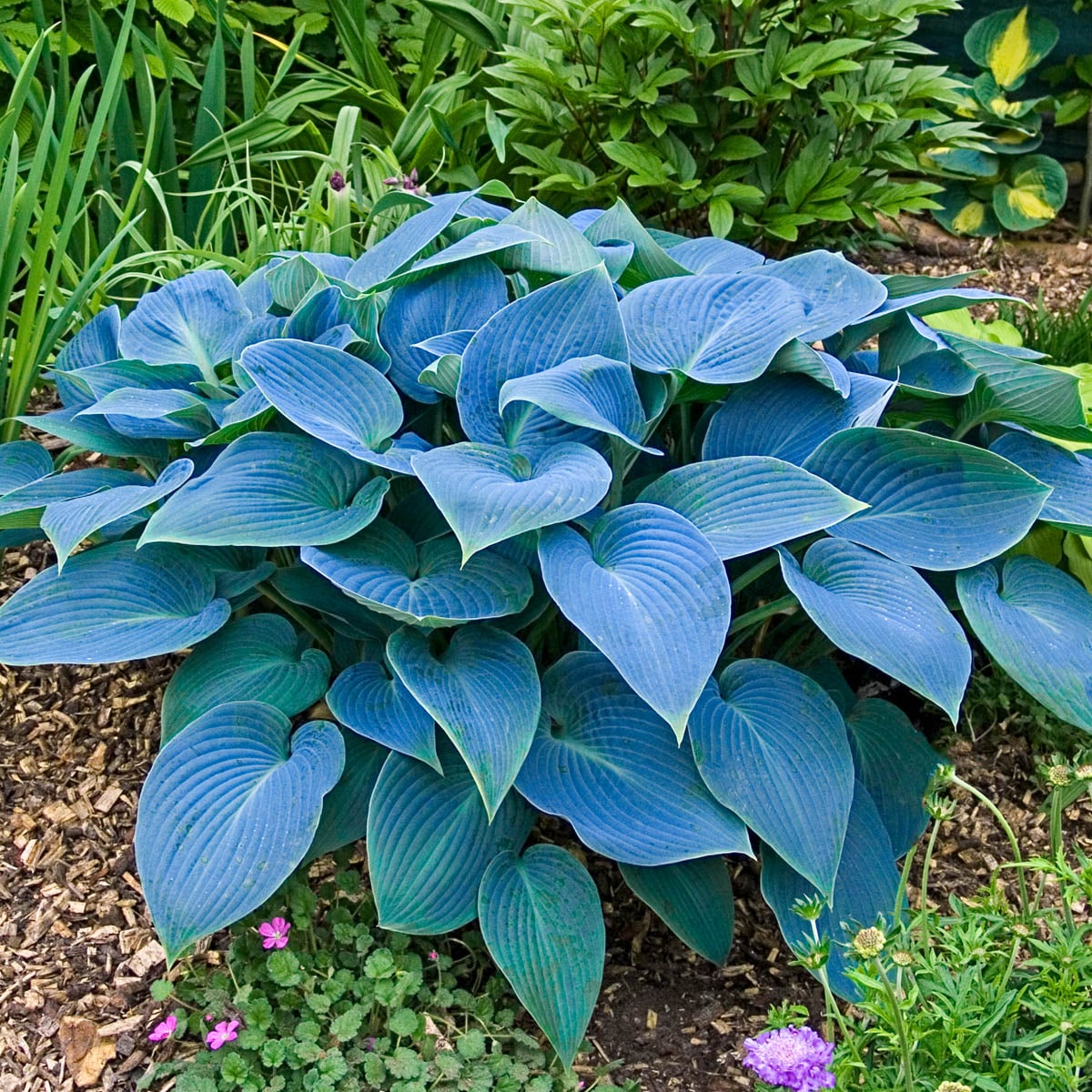 Hosta Varieties | lupon.gov.ph