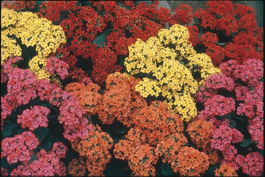 Lowe's NURSERY annuals - View #3