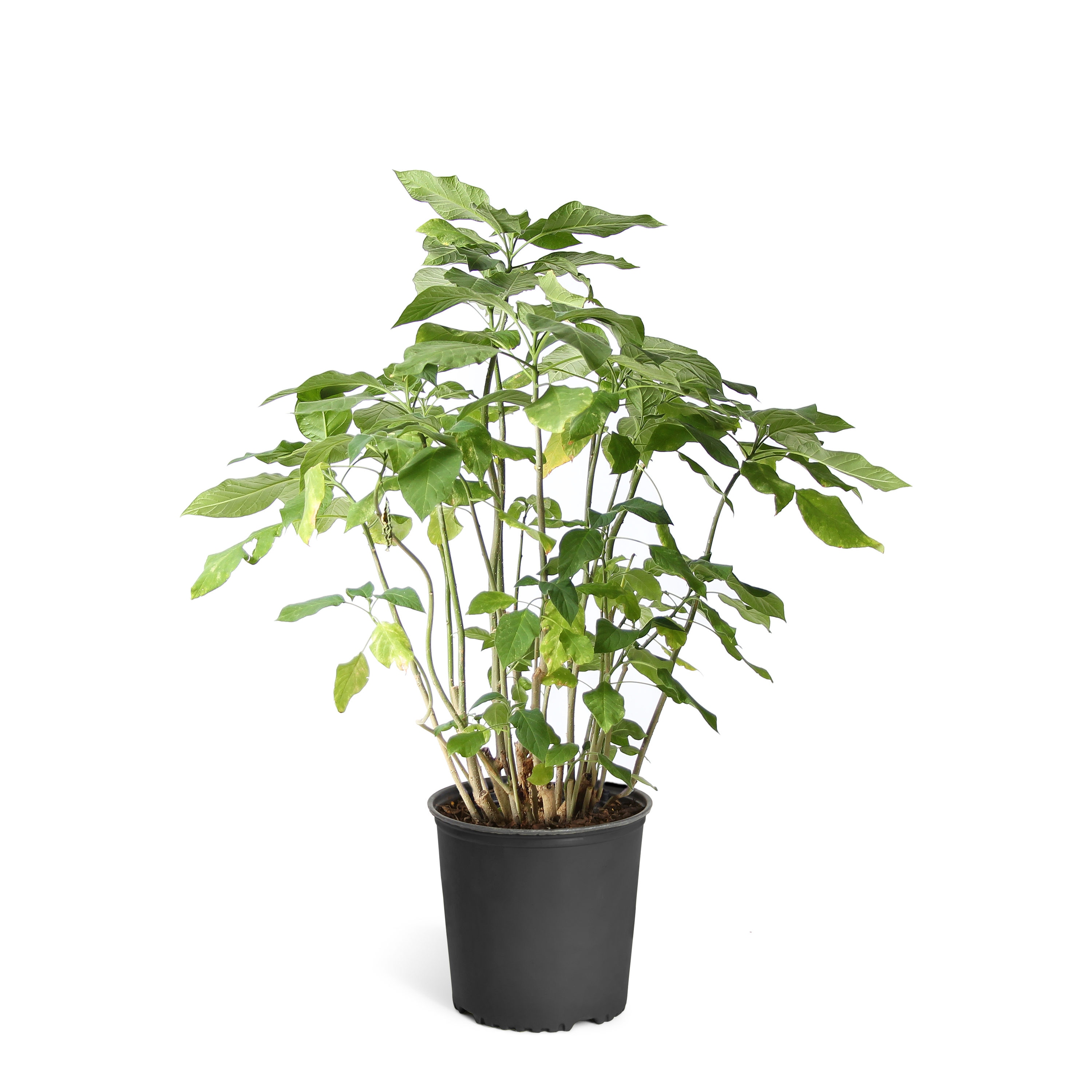 Brighter Blooms ANG-PEA-23-3 Pink Flowering Peach Angel Trumpet Plant In Pot (With Soil)