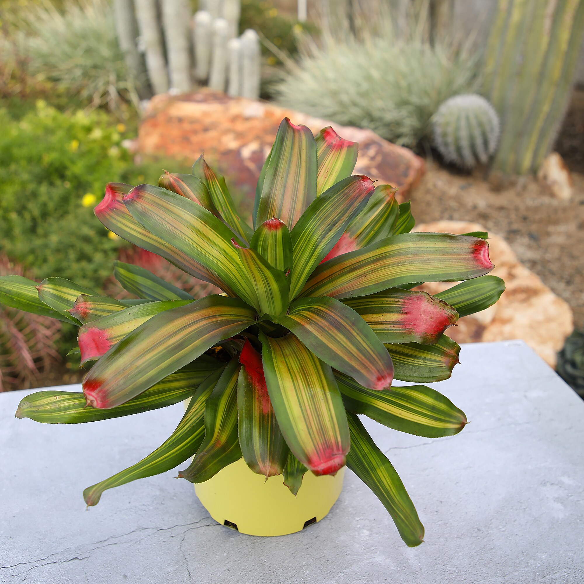 Altman Plants 0873121 perennials - View #2
