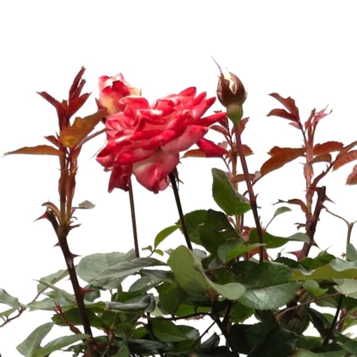 Lowe's 62163FL shrubs - View #2