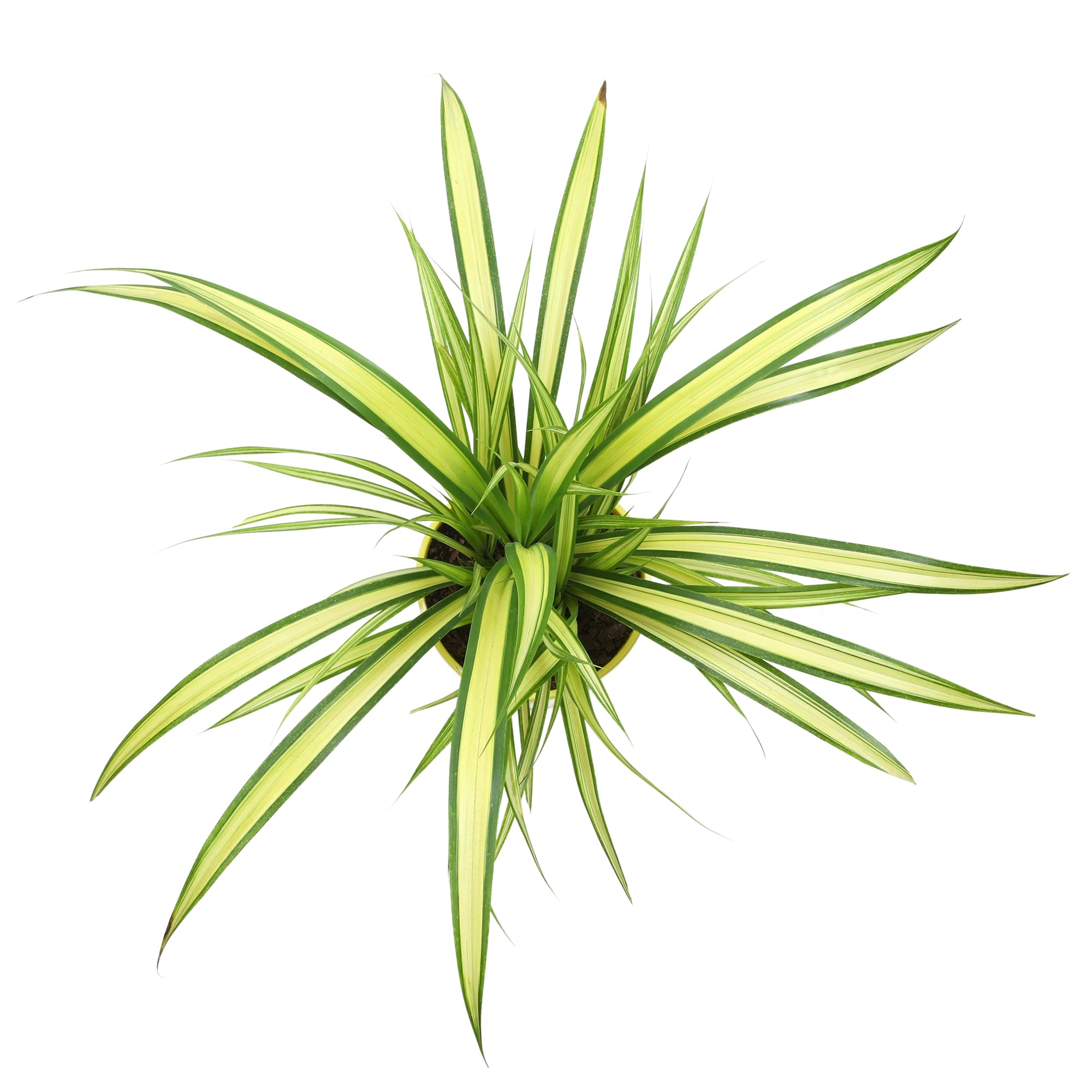 Altman Plants 0873131 perennials - View #7