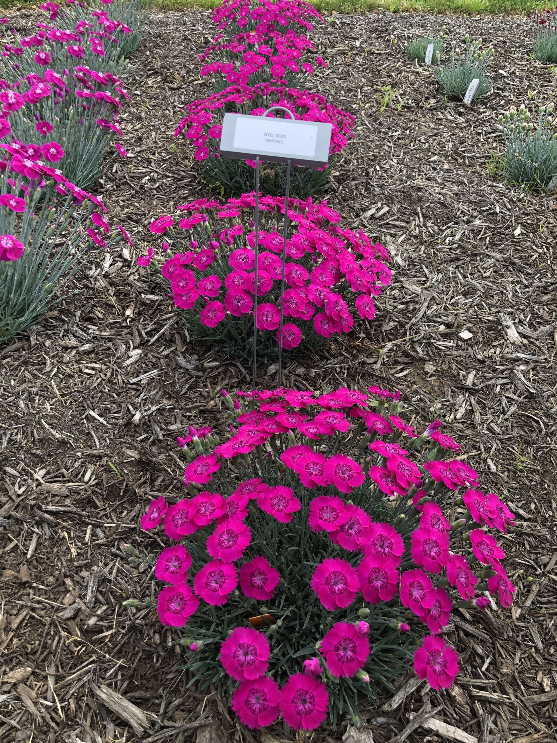 1098 perennials - View #4