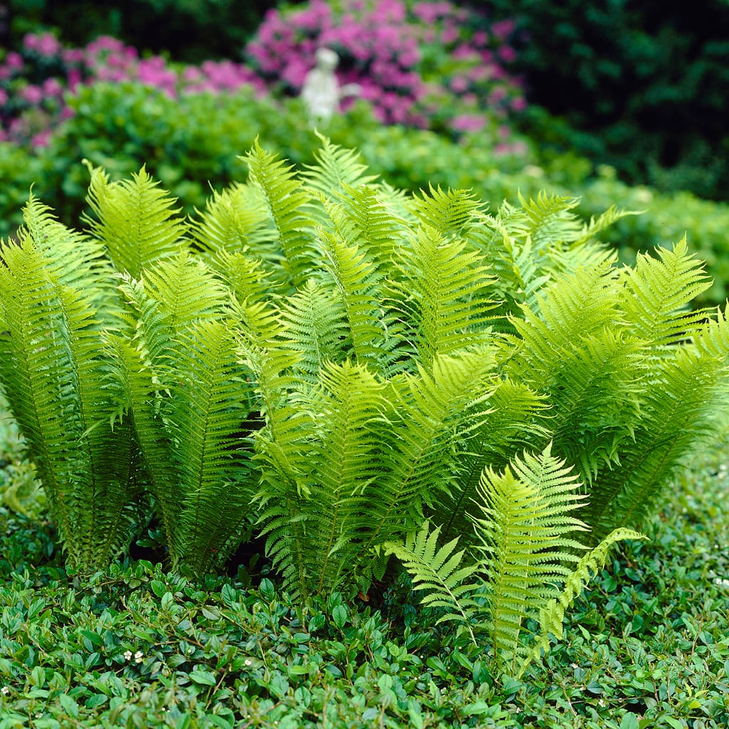 Van Zyverden 83713 No flowers Glade Fern Bulbs 1 Count