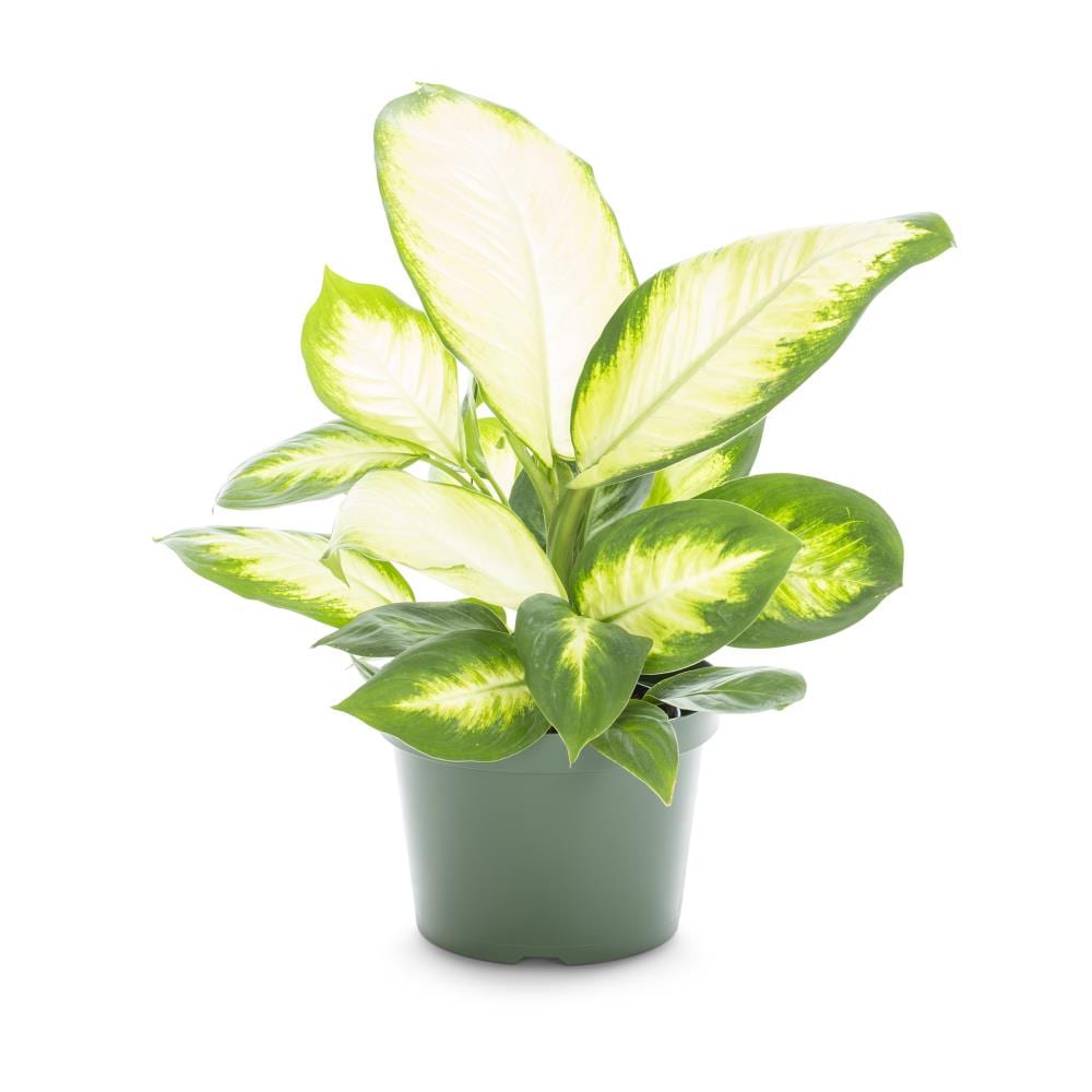 Lowe's Dieffenbachia House Plant in 3.2-Quart Pot in the House Plants ...