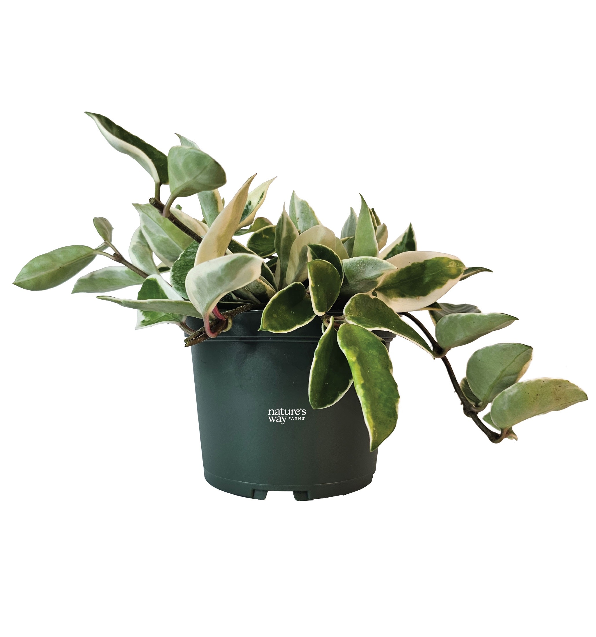 Nature's Way Farms Variegated Krimson Queen Wax Plant House plant in 6 Inch(es) Pot 1 -Pack