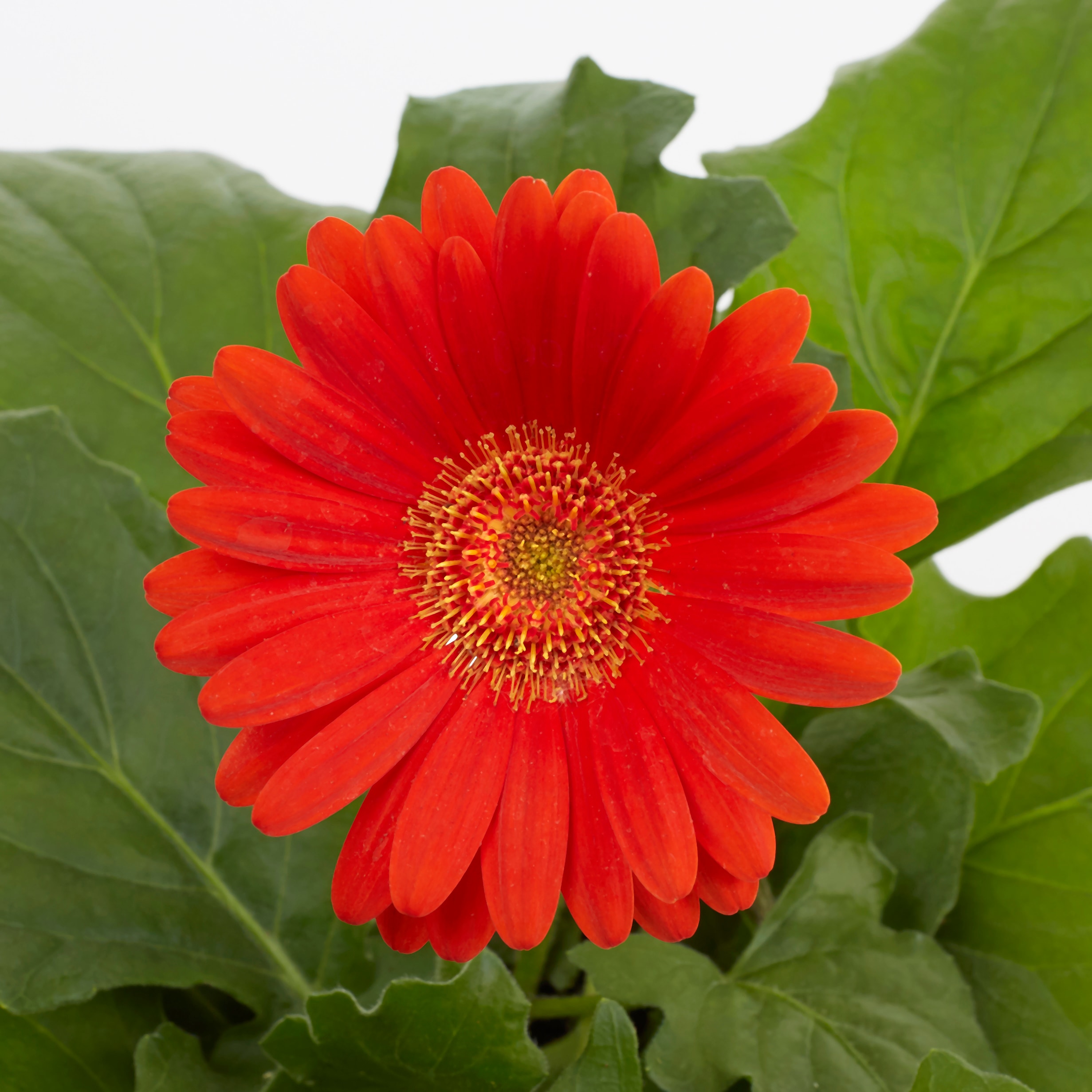 Monrovia NURSERY annuals - View #5