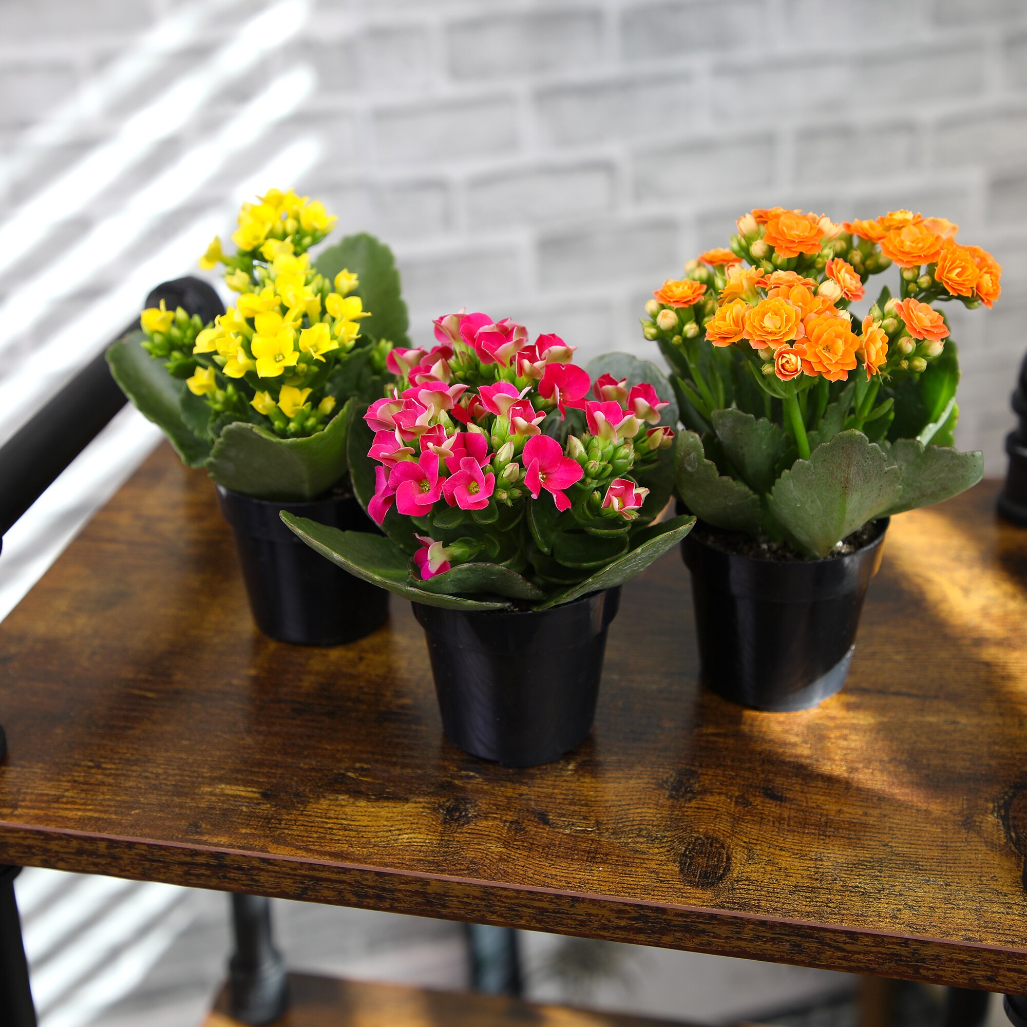 Altman Plants 0872856 Cacti-Succulents - View #9