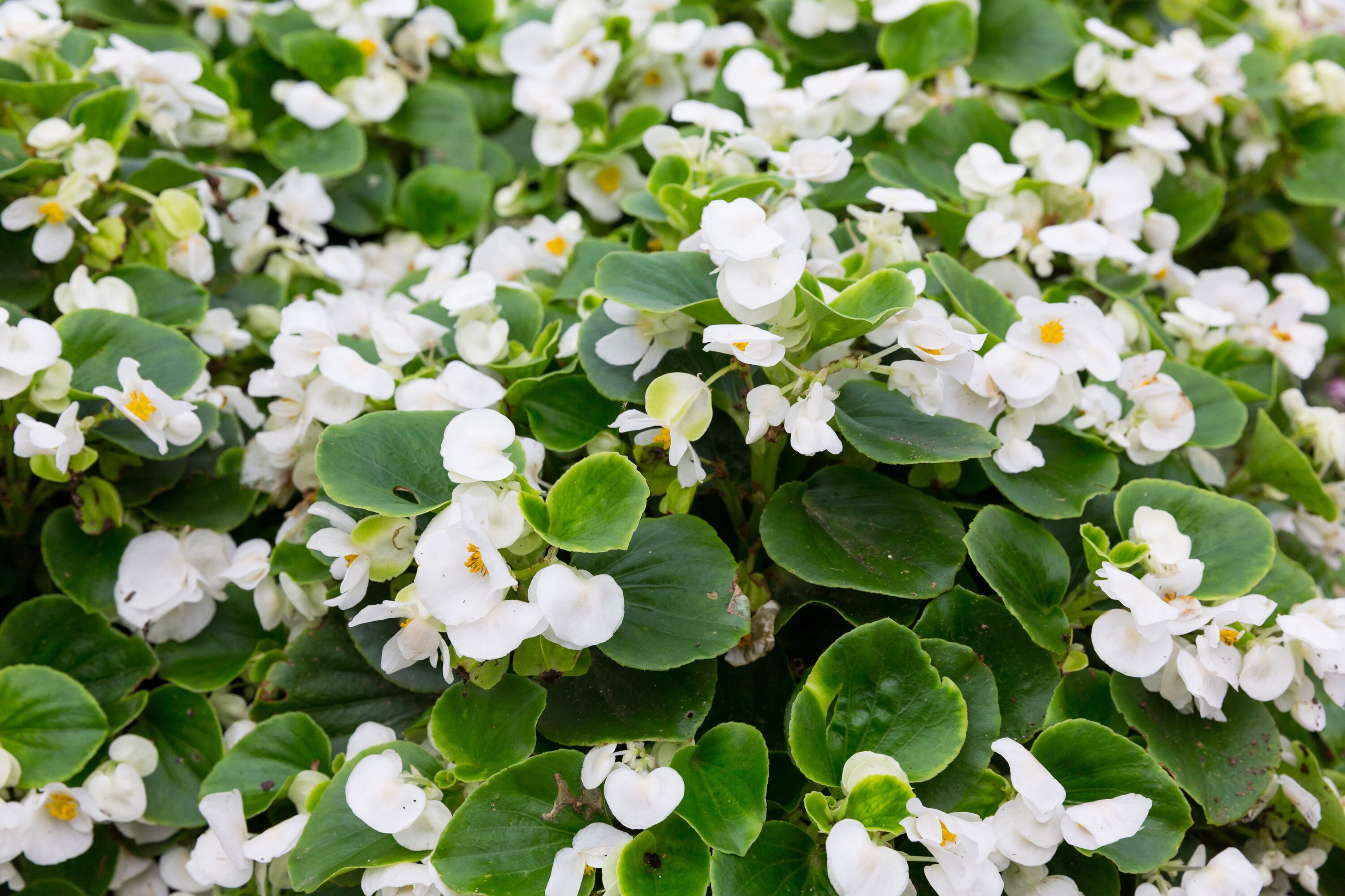 Monrovia 5012 annuals - View #3
