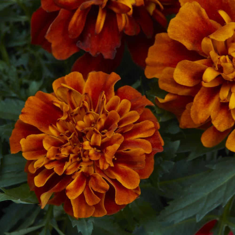 Lowe's 716267 annuals - View #4