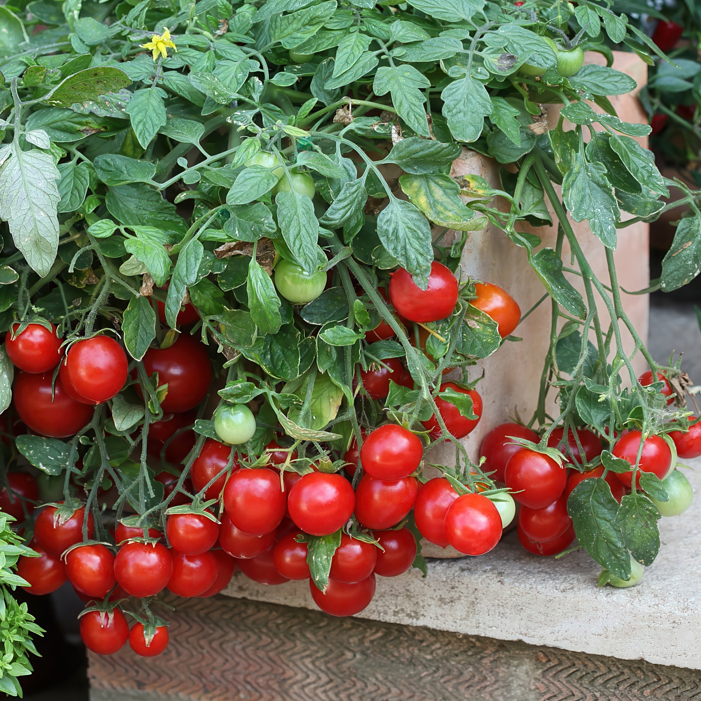National Plant Network LW2586 Vegetable-Plants - View #9